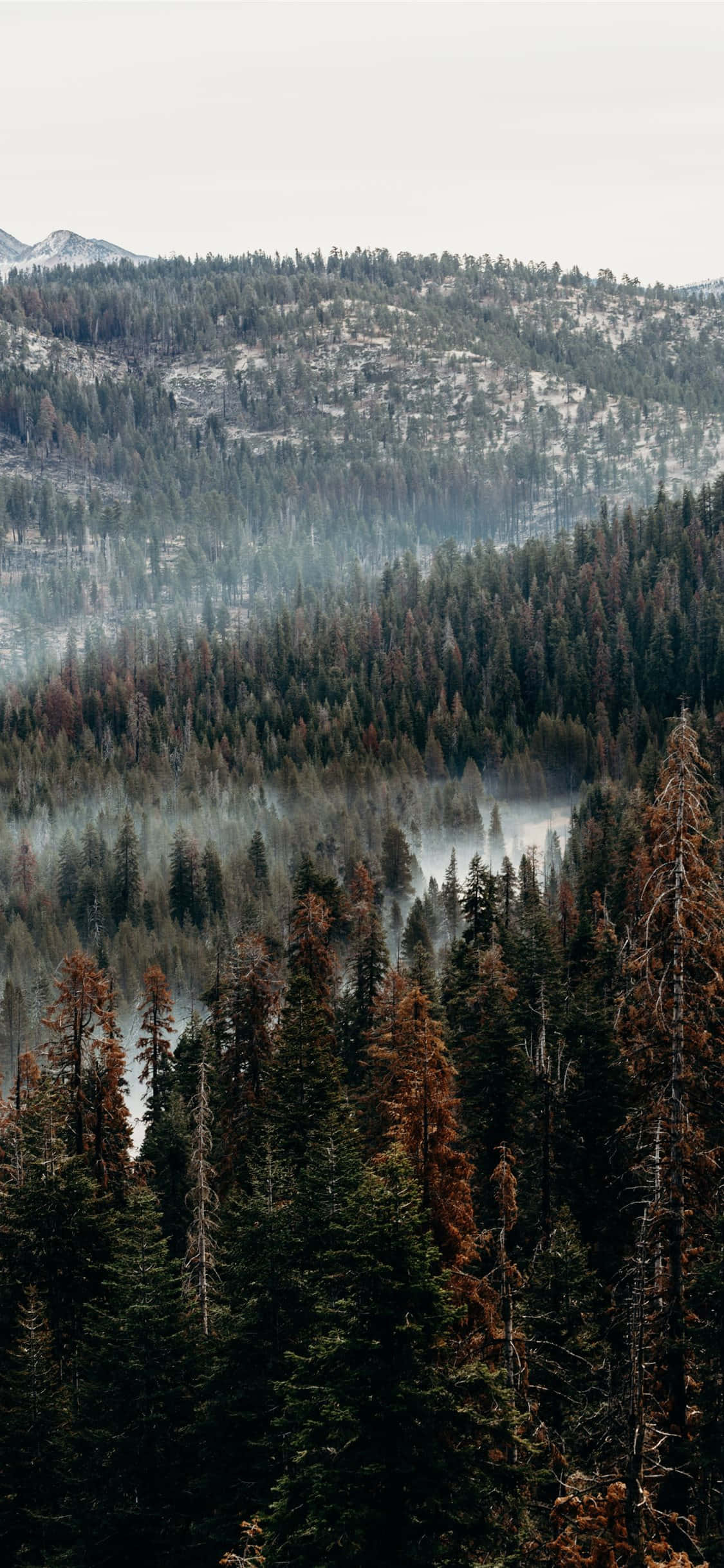 An iPhone in the middle of a forest Picha ya Ukuta