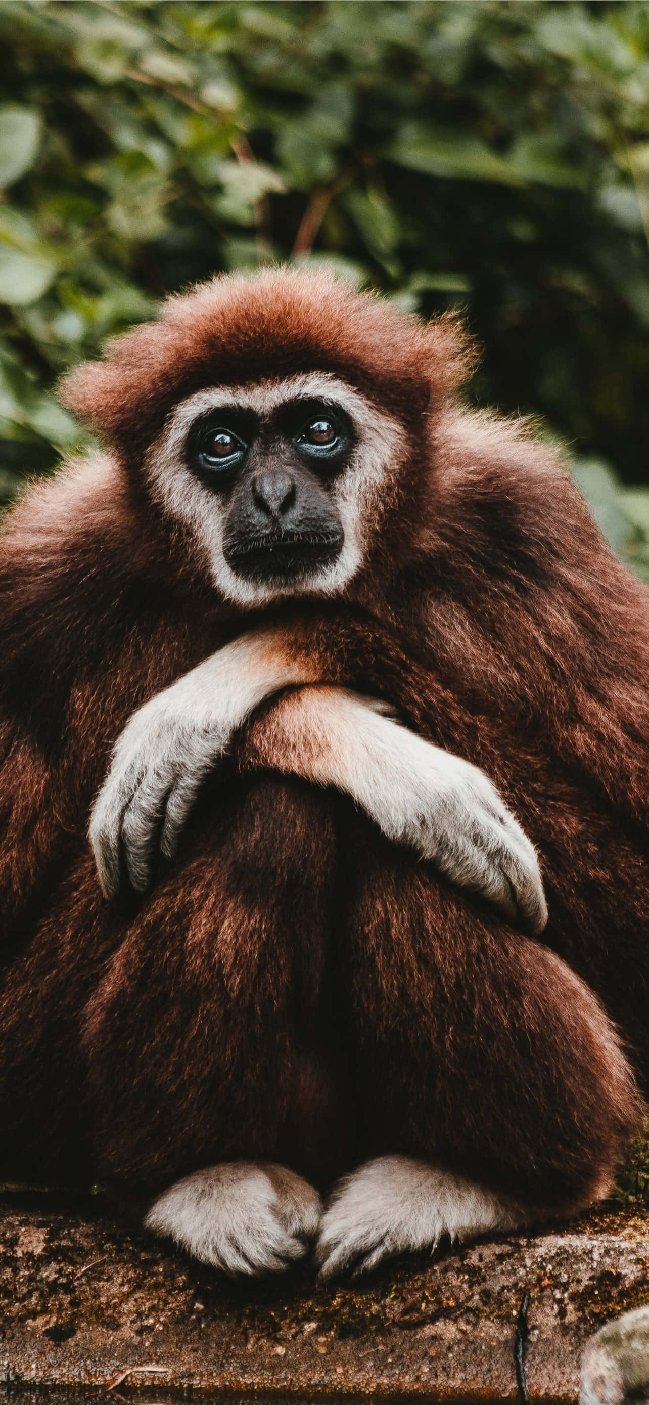 Android Gibbon Inakwenda Kwenye Mwoneko wa Teknolojia ya Simu Picha ya Ukuta