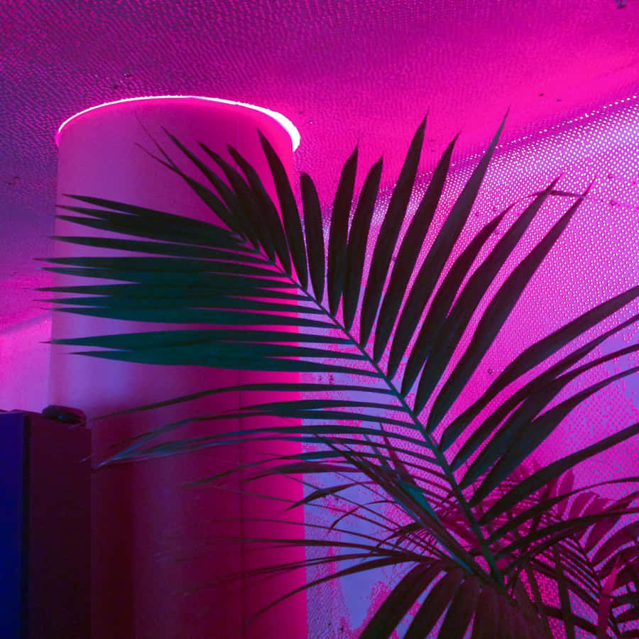 Angaza Maisha Yako kwa Urembo Huu wa Waridi wa Neon Picha ya Ukuta