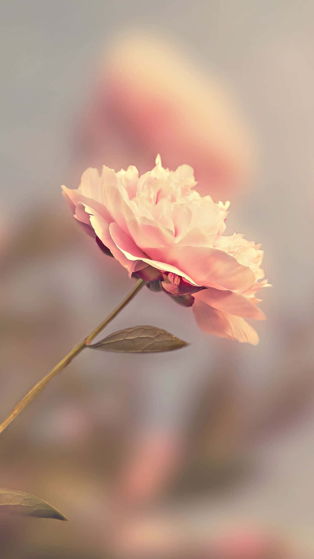 Athari ya Uzuri wa Waridi la Pinki la HD Picha ya Ukuta