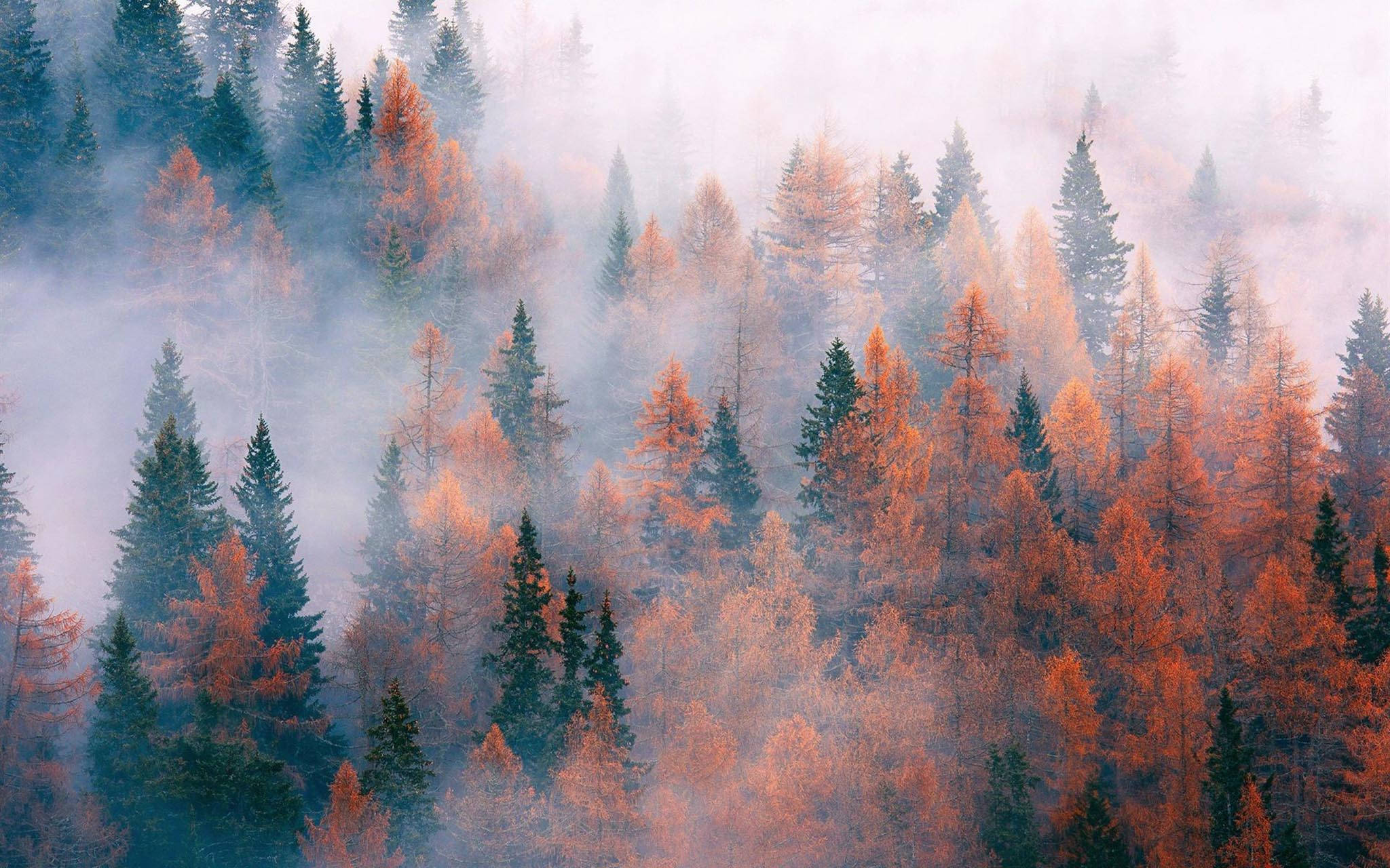 Autum ya Kichawi - Msitu wa Misonobari wenye Ukungu Picha ya Ukuta