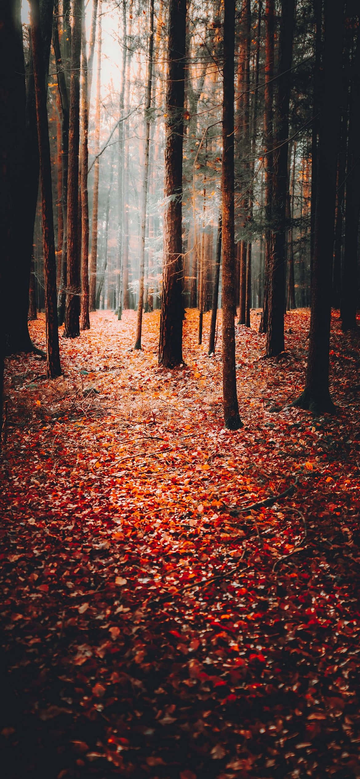 Autumn Background Picha ya Ukuta