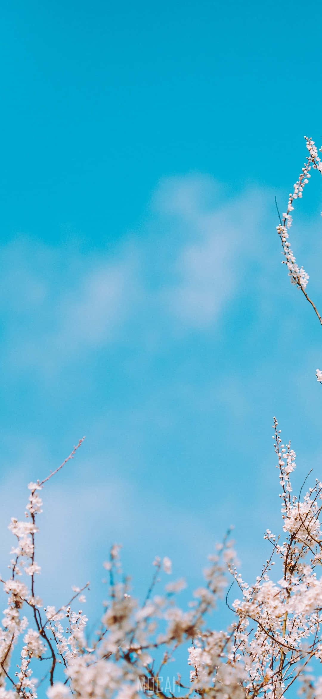 Baby Blue Light Blue Aesthetic White Flowers Picha ya Ukuta