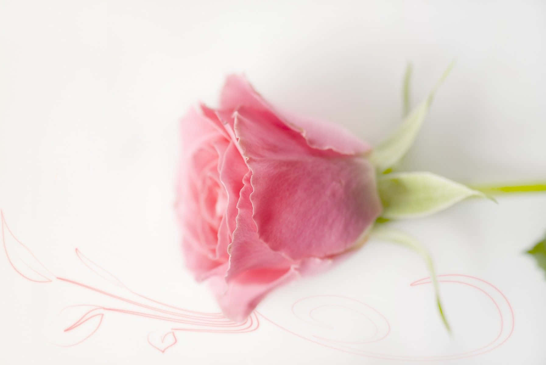 Background Pink Pastel Picha ya Ukuta