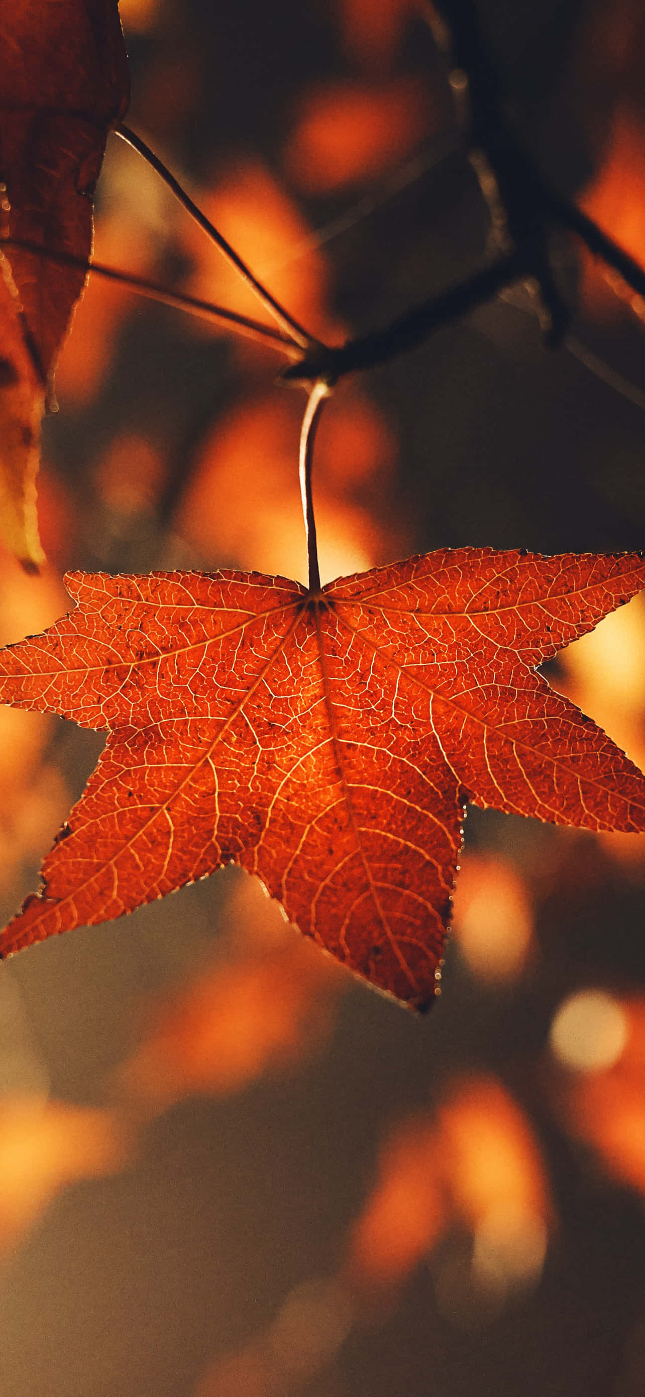 Background ya Autumn Picha ya Ukuta