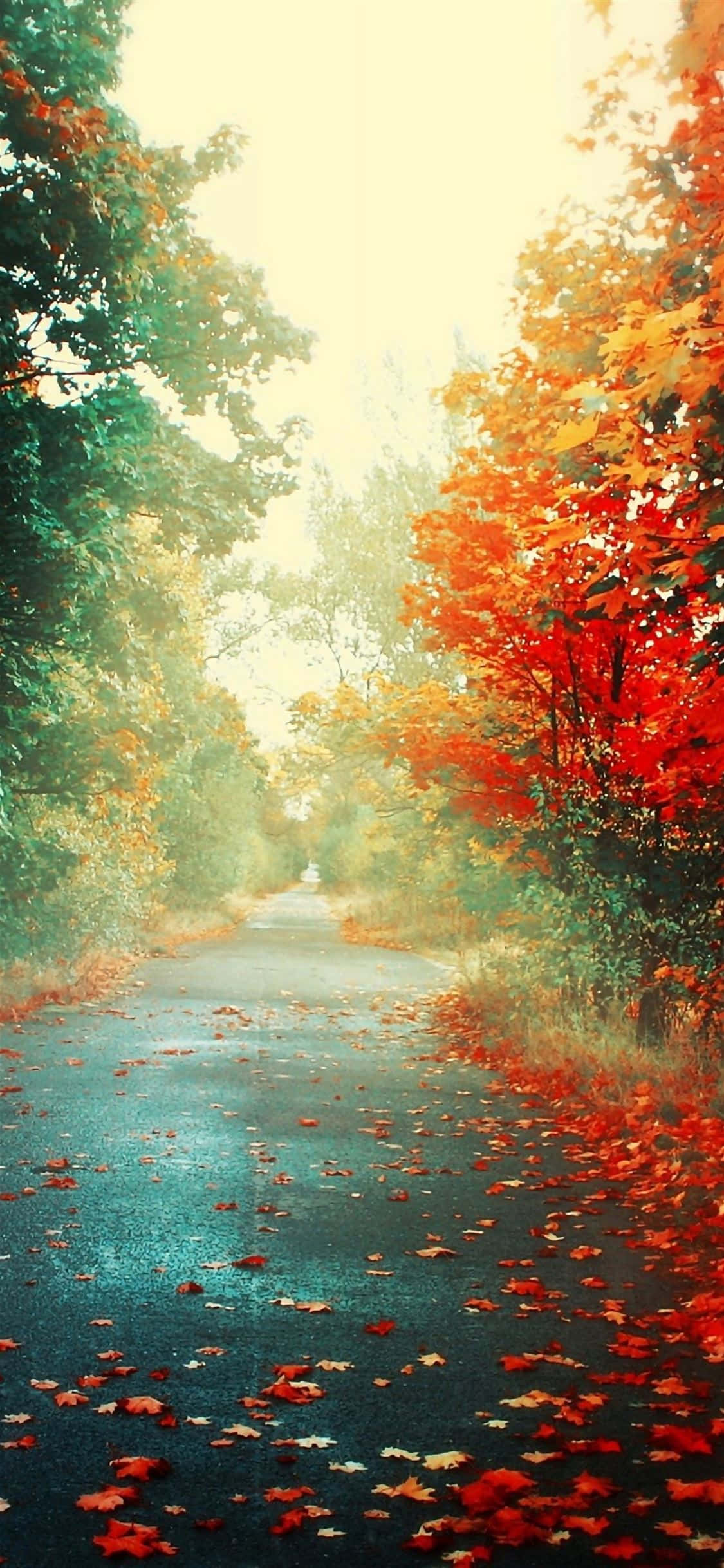 Background ya Autumn Picha ya Ukuta