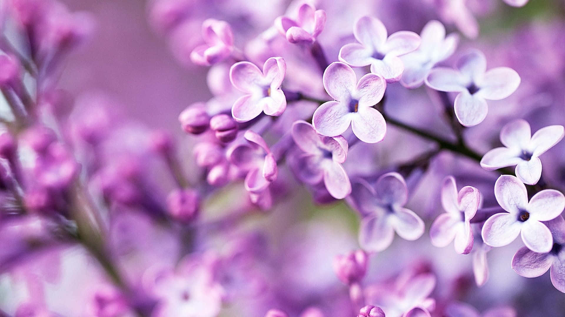 Background ya Rangi ya Pastel ya Zambarau Picha ya Ukuta