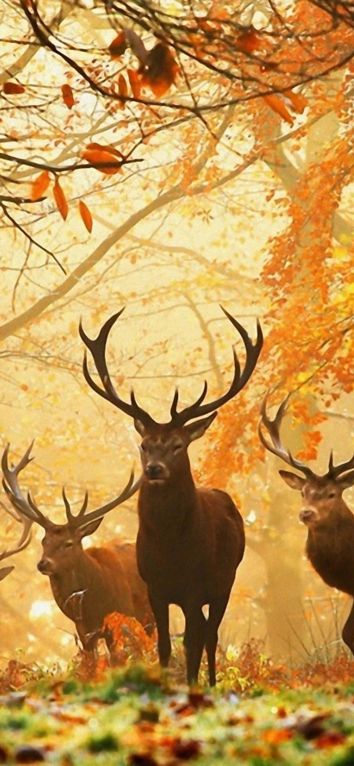 deer in the forest with autumn leaves Picha ya Ukuta