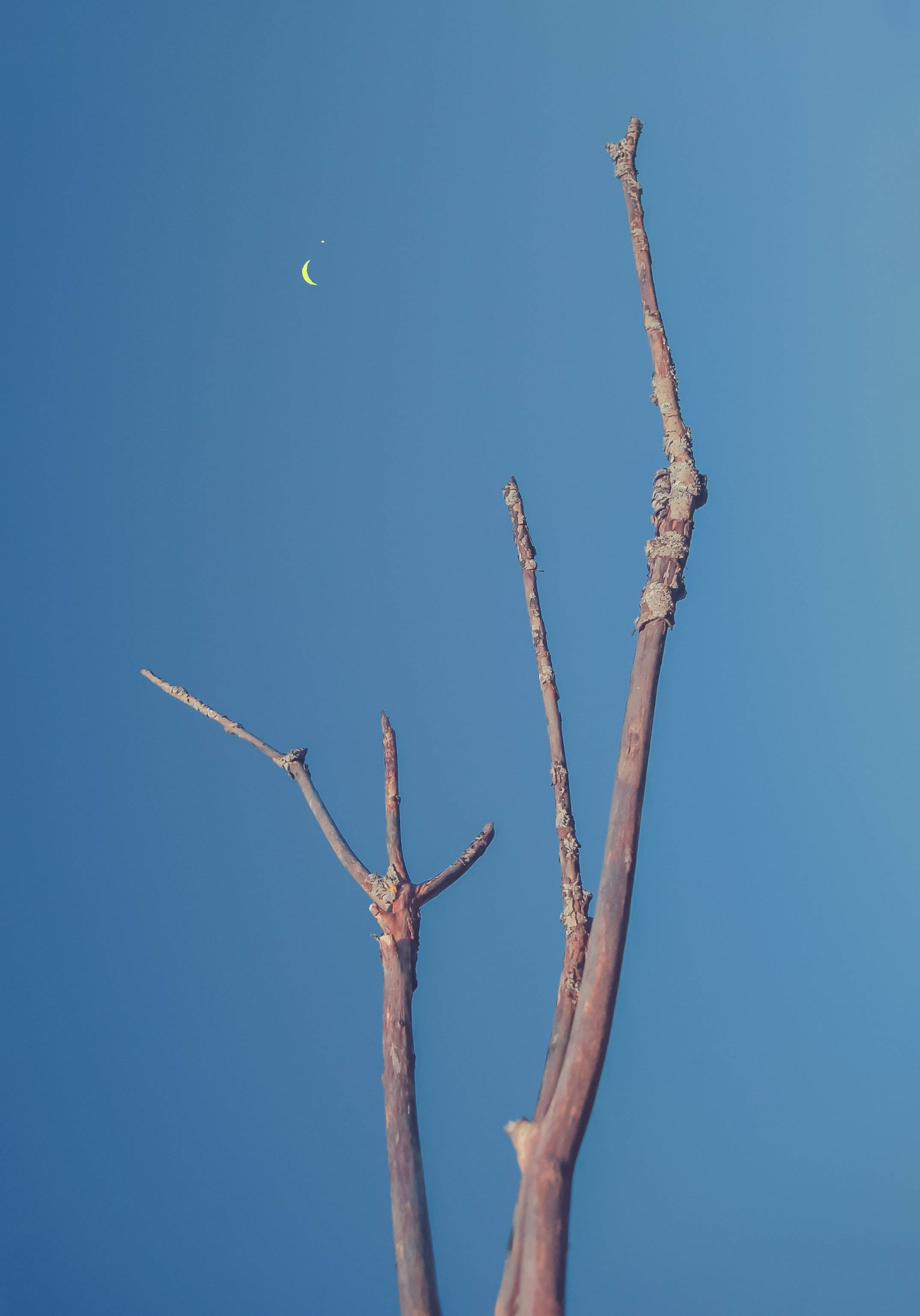Barren Tree Pointing At Crescent Moon Picha ya Ukuta