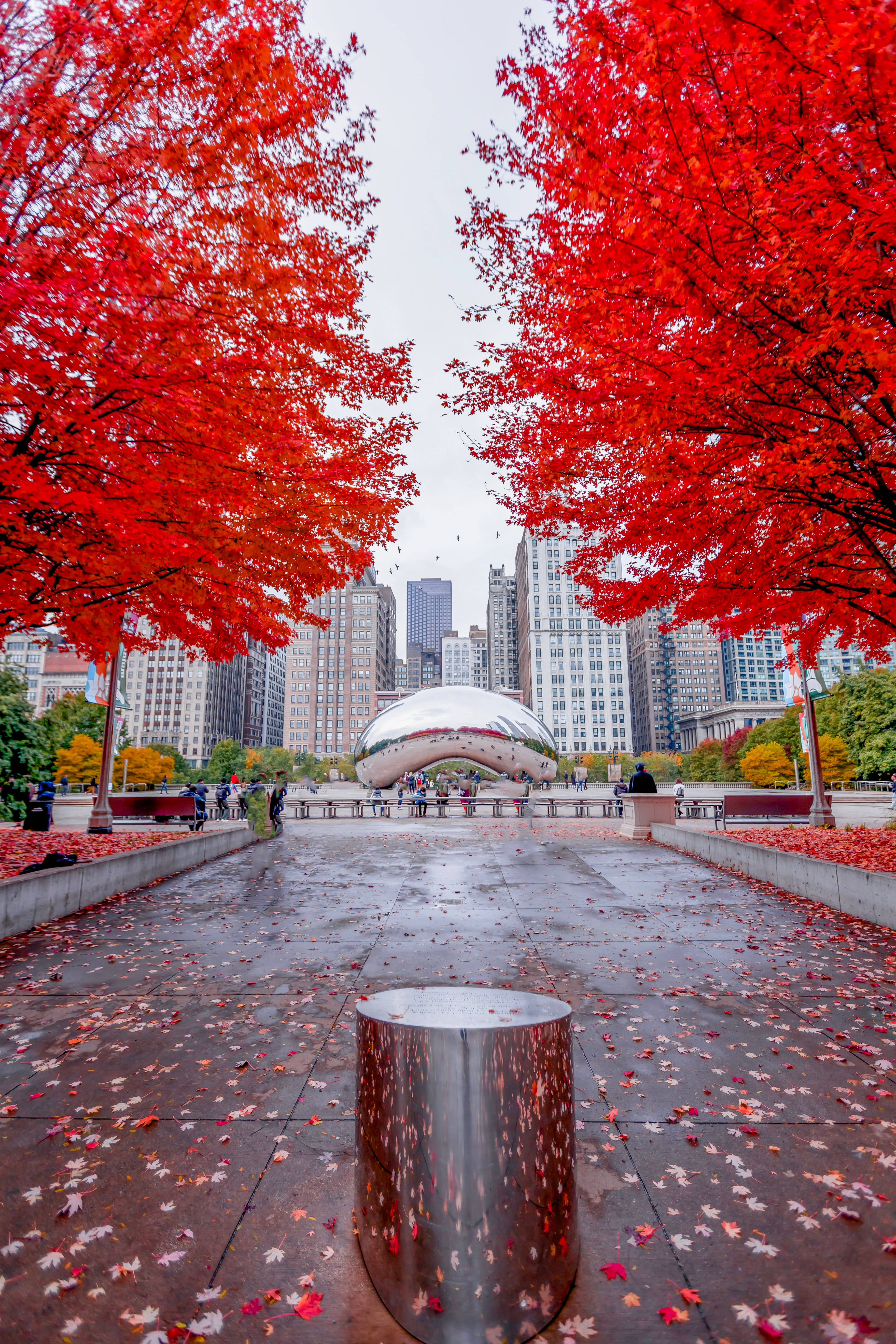 Bean Chicago Majani Nyekundu Picha ya Ukuta