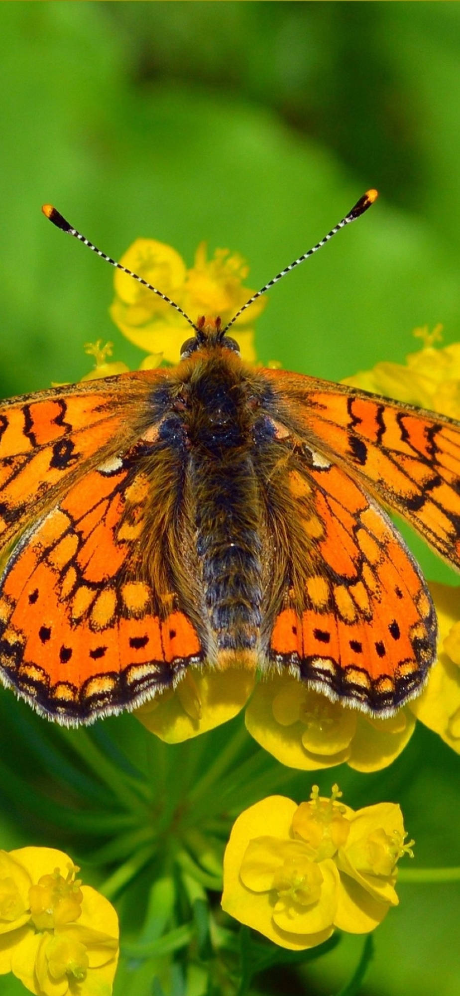 Beautiful Orange Butterfly Picha ya Ukuta