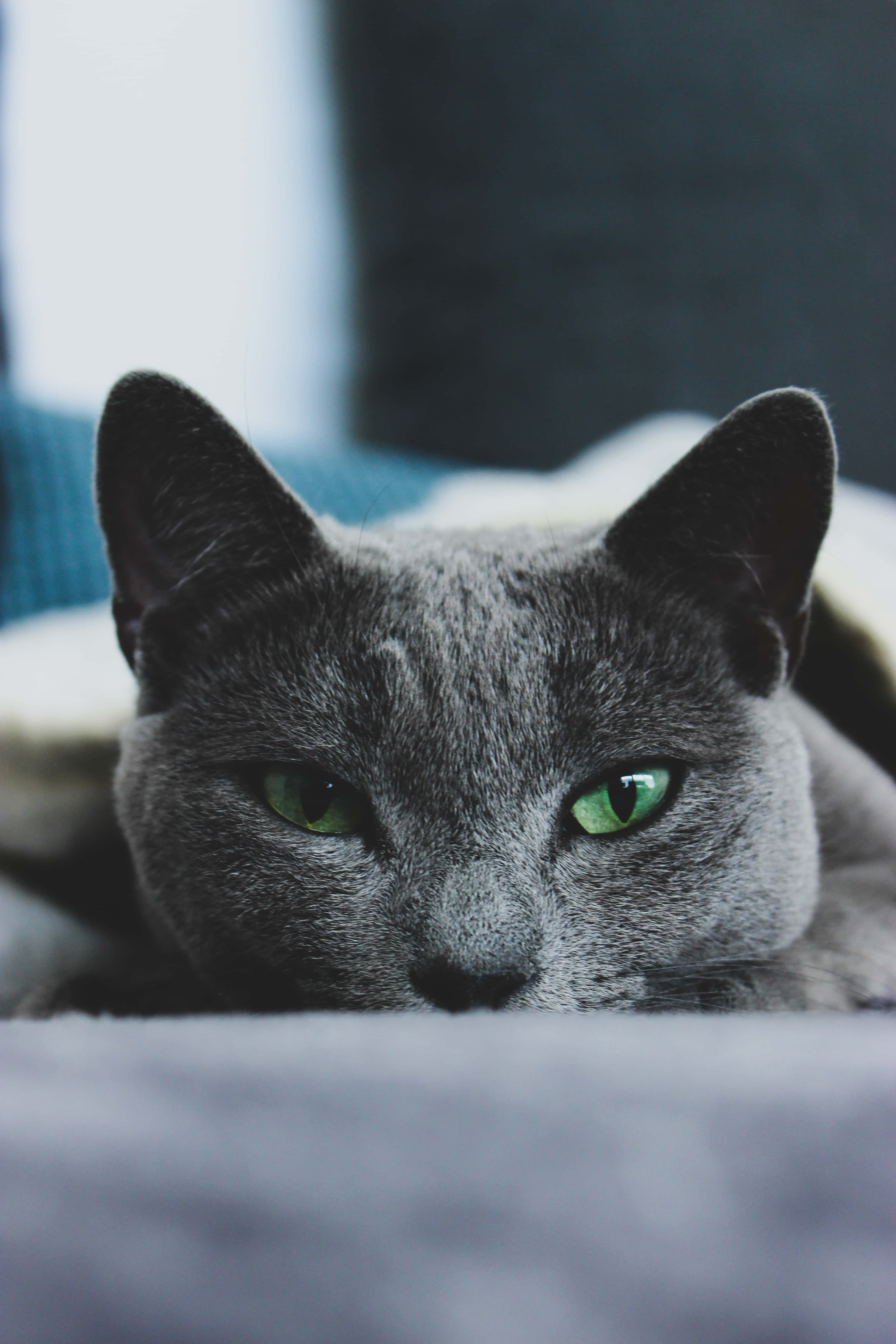 Beautiful Russian Blue Cat Sitting Beside a Bowl of Food Picha ya Ukuta