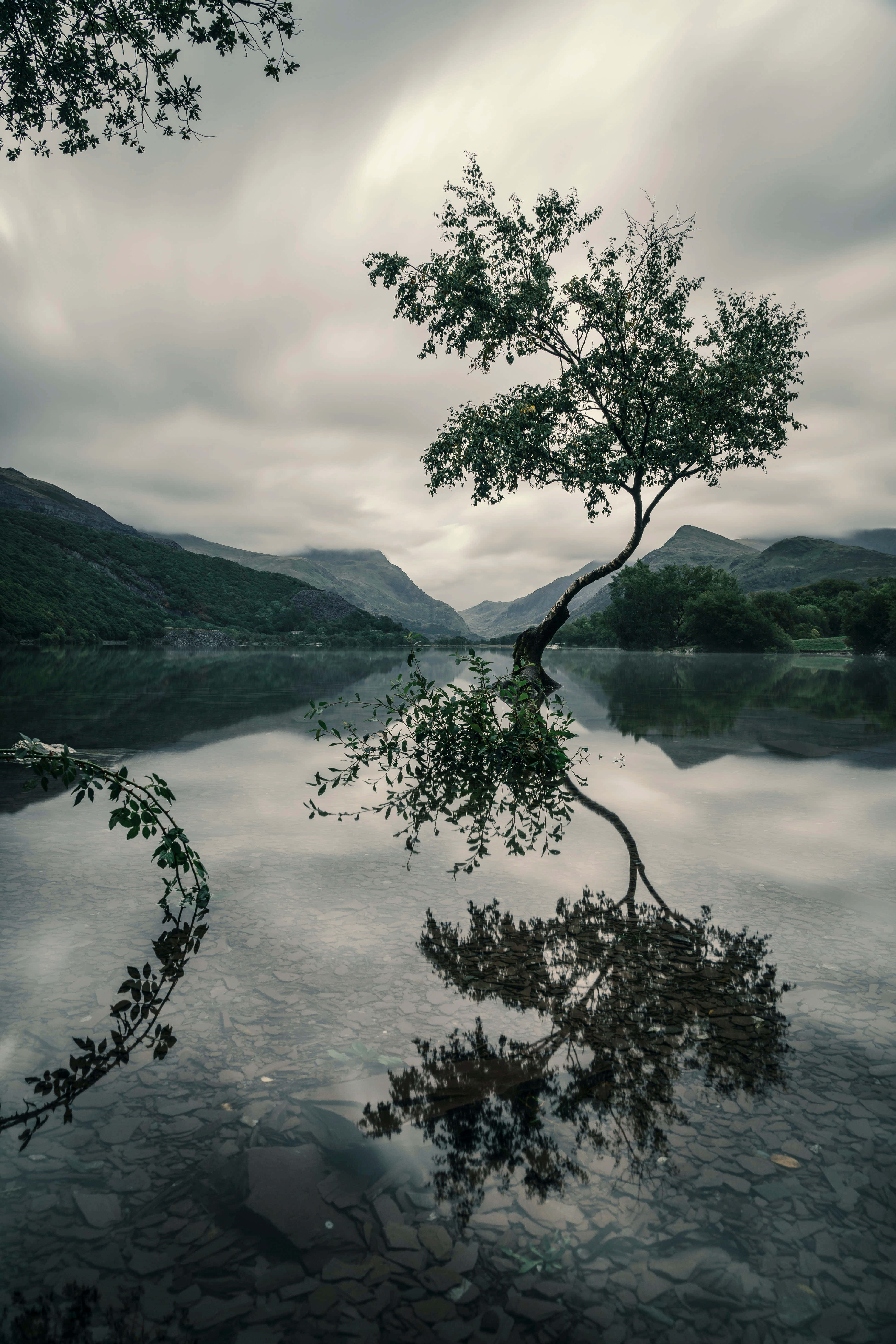 Beautiful Tree Reflection Picture Picha ya Ukuta
