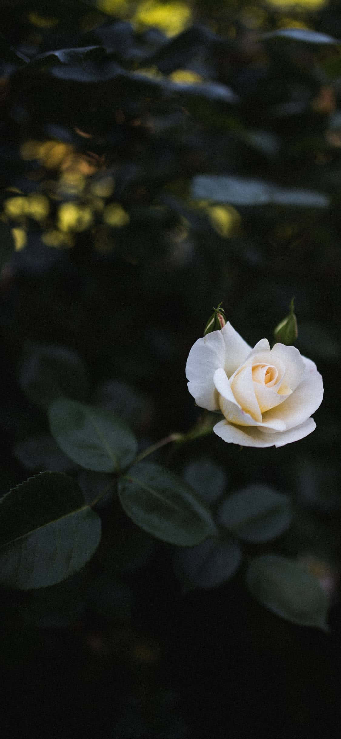 Beautiful White Roses Picha ya Ukuta