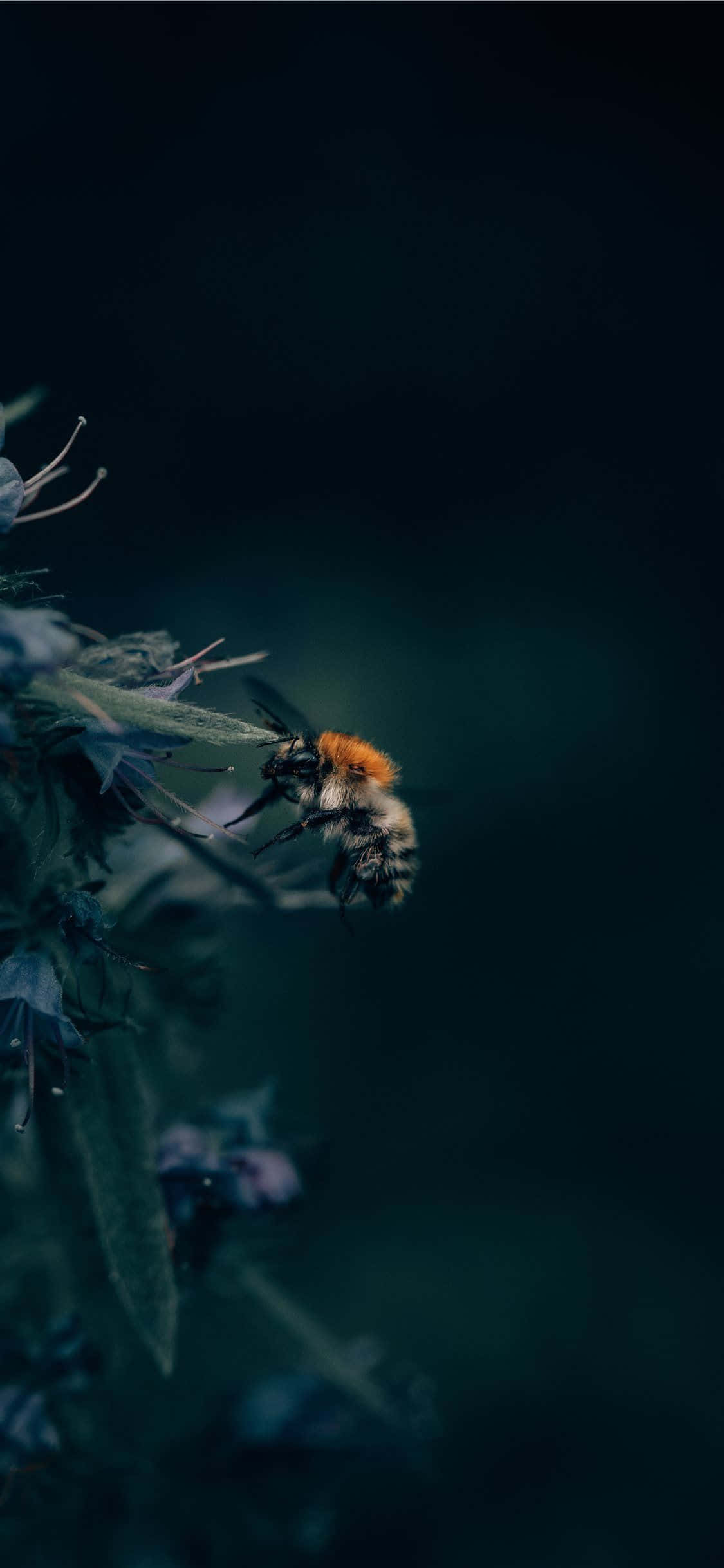Picha ya Bee Aesthetic iPhone Picha ya Ukuta
