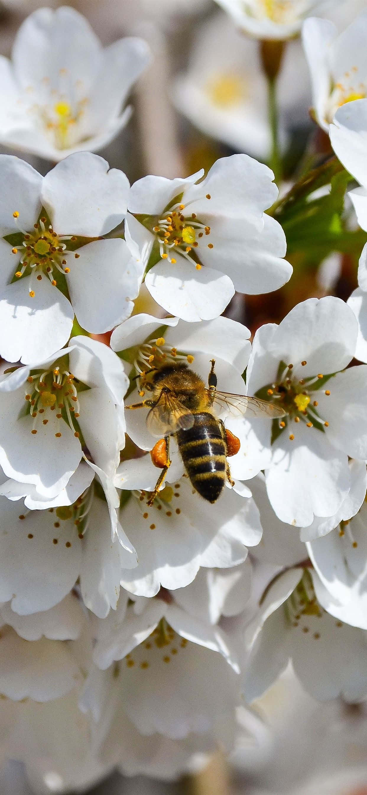 Bee Gathering From White Flowers iPhone Picha ya Ukuta