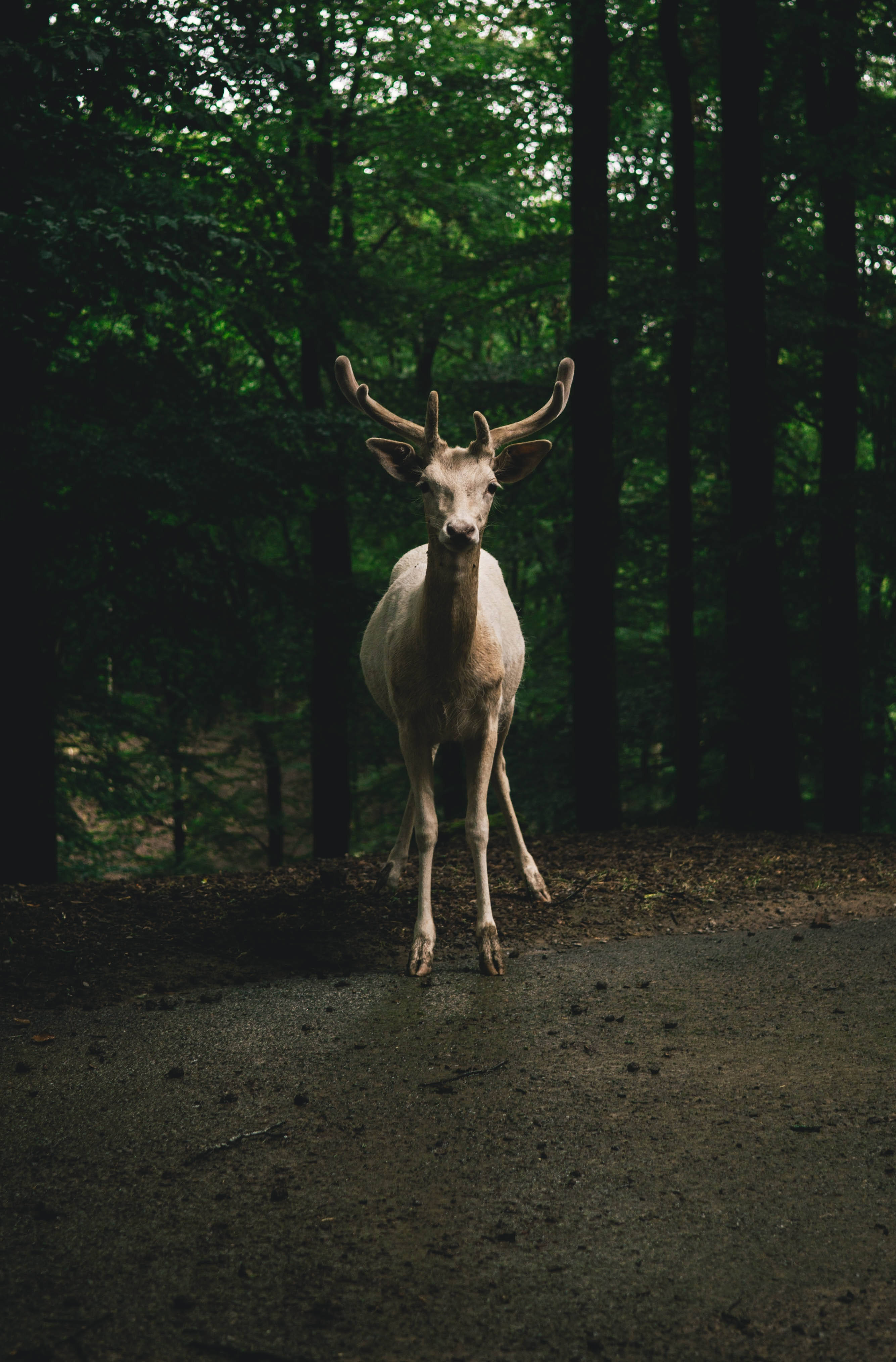 Big Buck Roadside Picha ya Ukuta