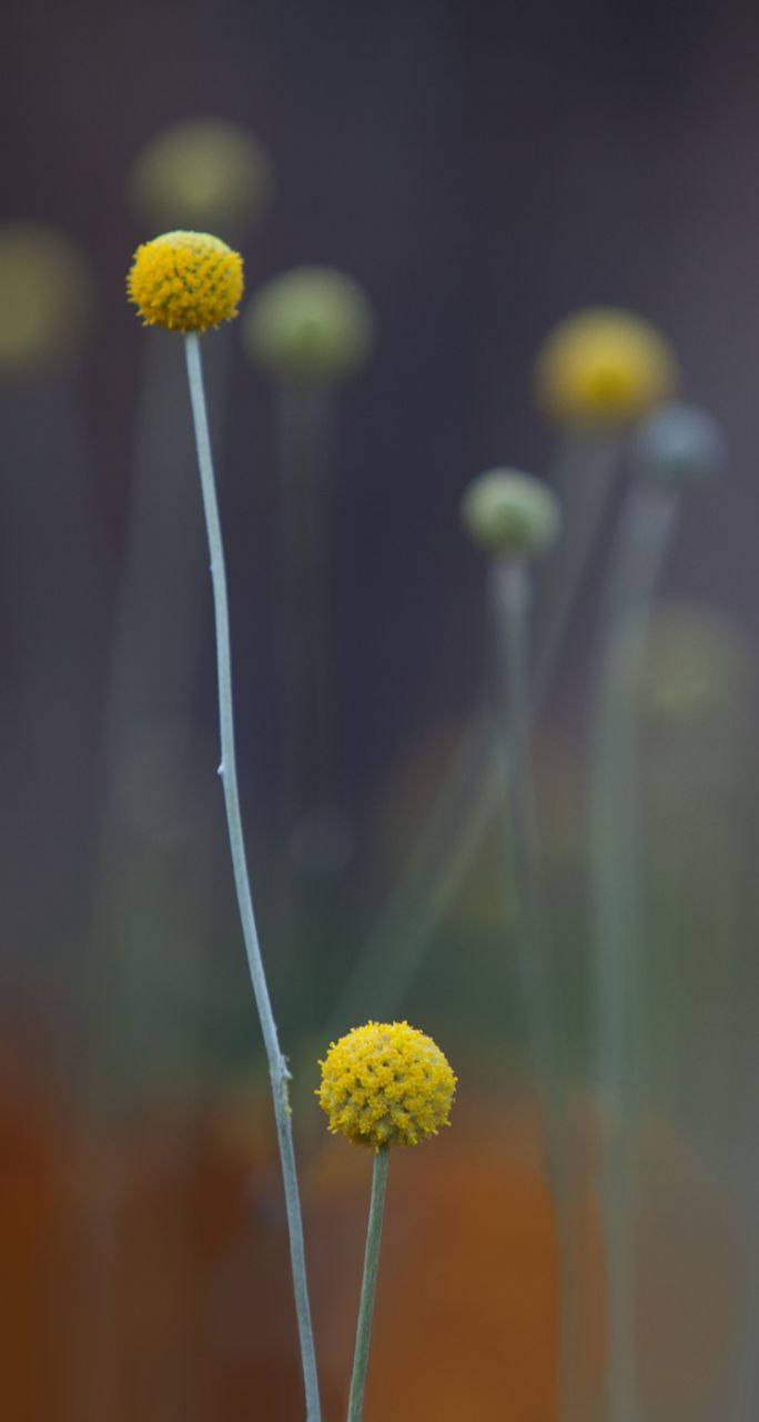 Billy Buttons Asili iPhone 7 Picha ya Ukuta