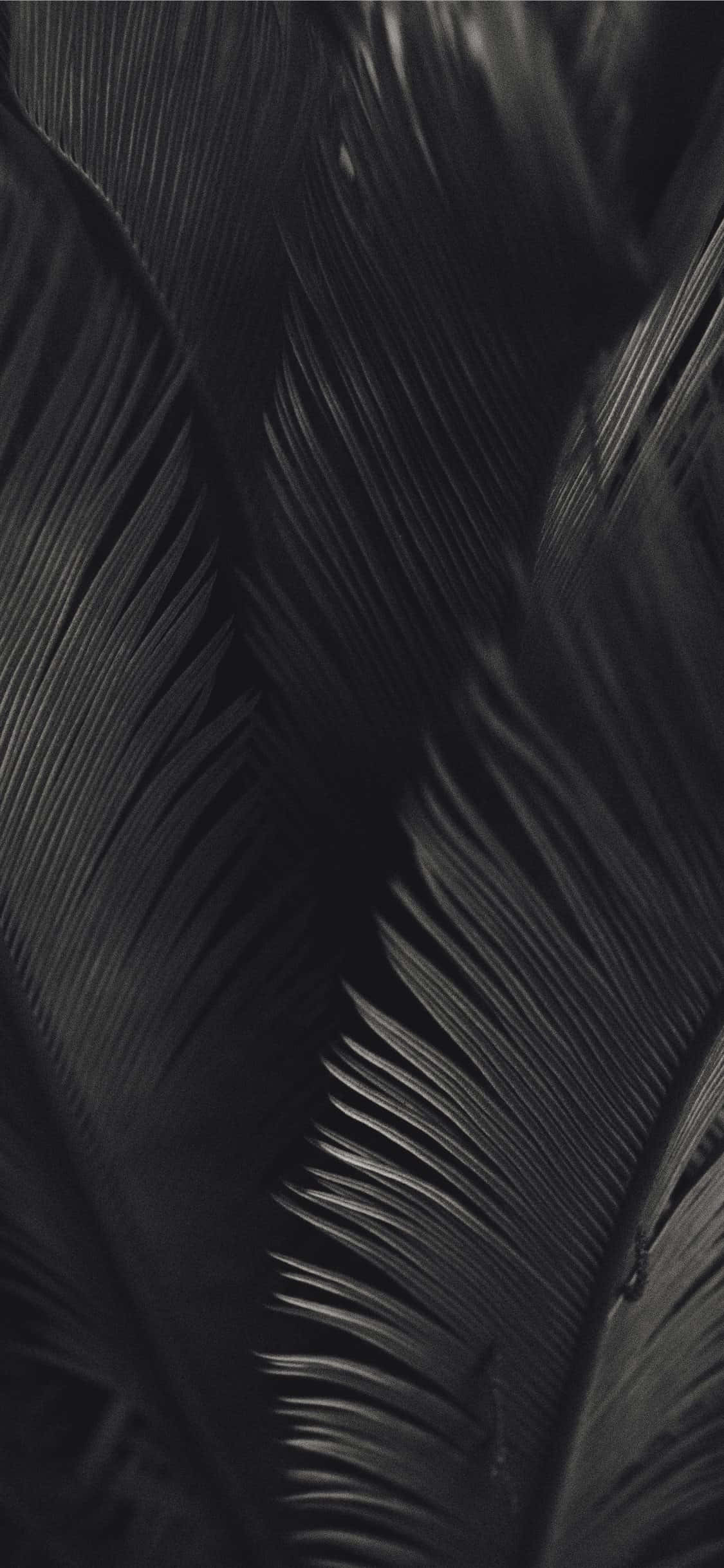 Mizizi ya Miti ya Palm ya Rangi ya Soot na Nyeusi Aesthetic Picha ya Ukuta