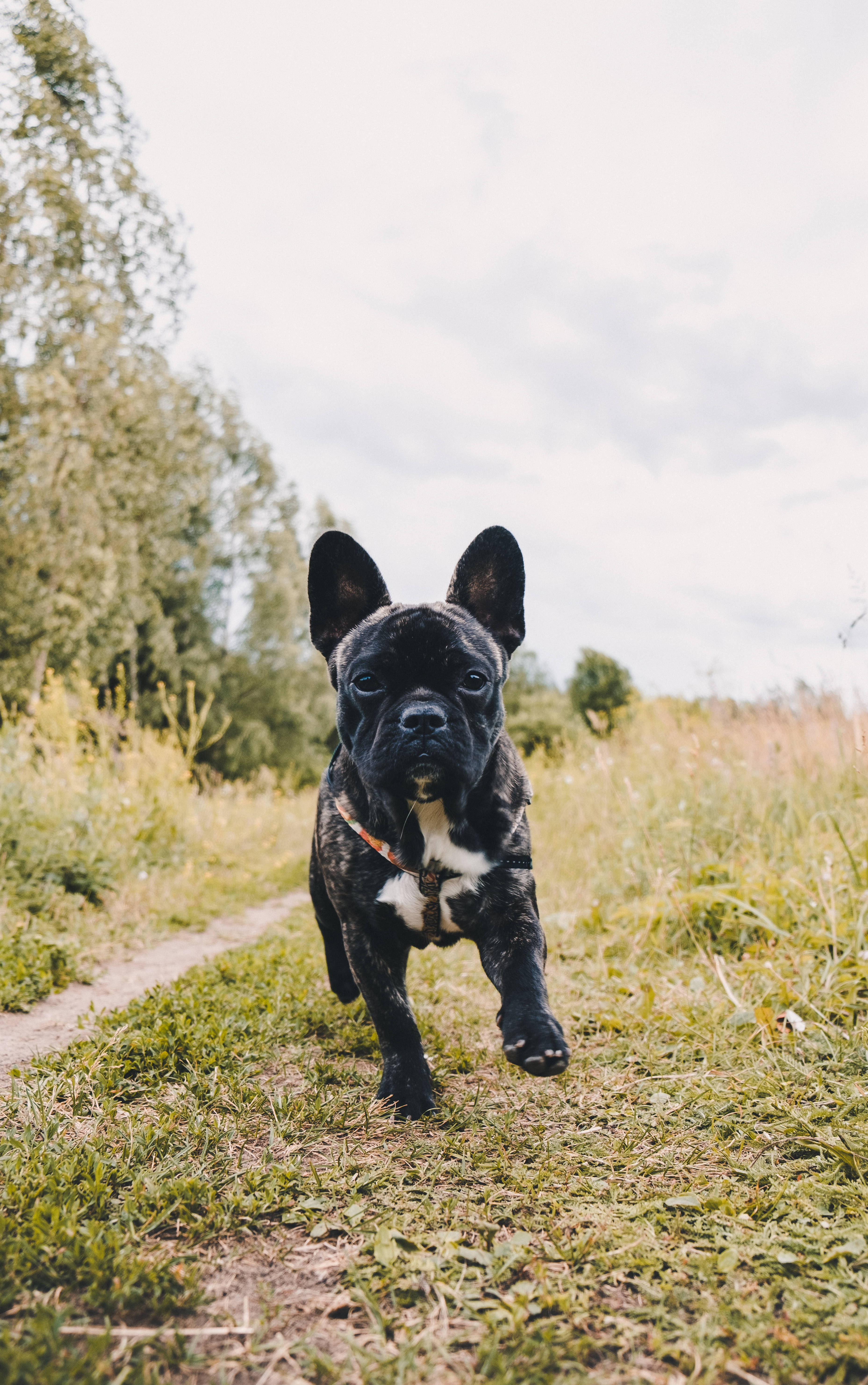 Black French Bulldog Puppy Running Picha ya Ukuta