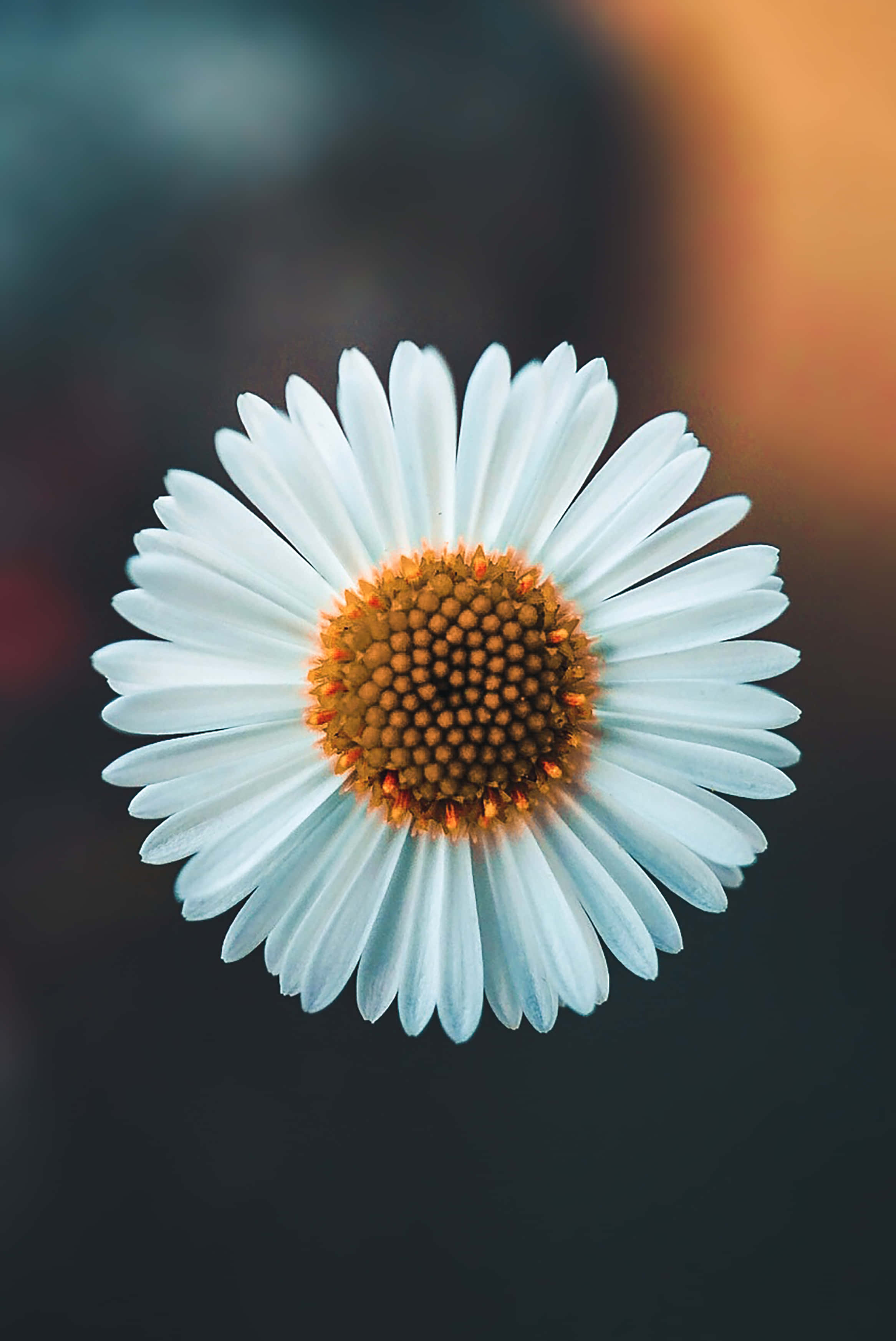 Bloom of Youth - A Close-Up View of a Single Daisy Against an Ethereal Sky-like Background Picha ya Ukuta