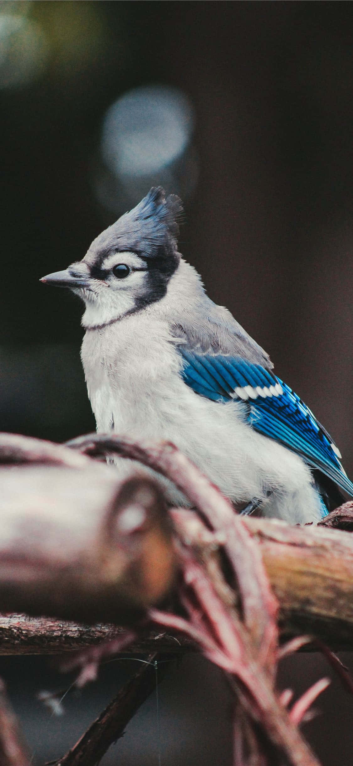 Blue Jay mwenye kusisimua anasimama juu ya tawi, akitazama mazingira yake. Picha ya Ukuta