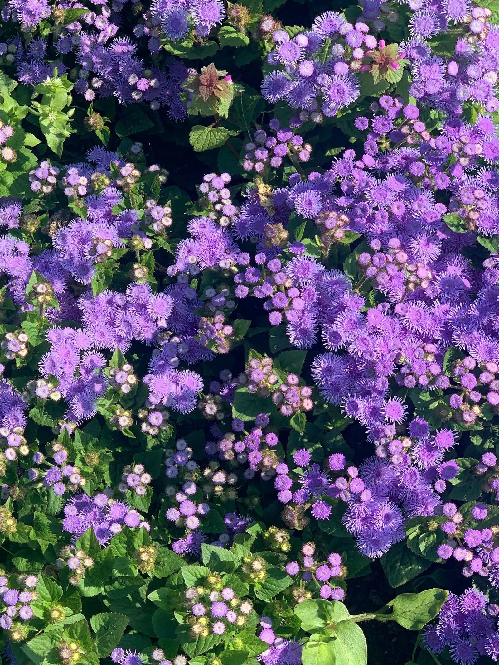 Bluemink Maua Floral iPhone Picha ya Ukuta