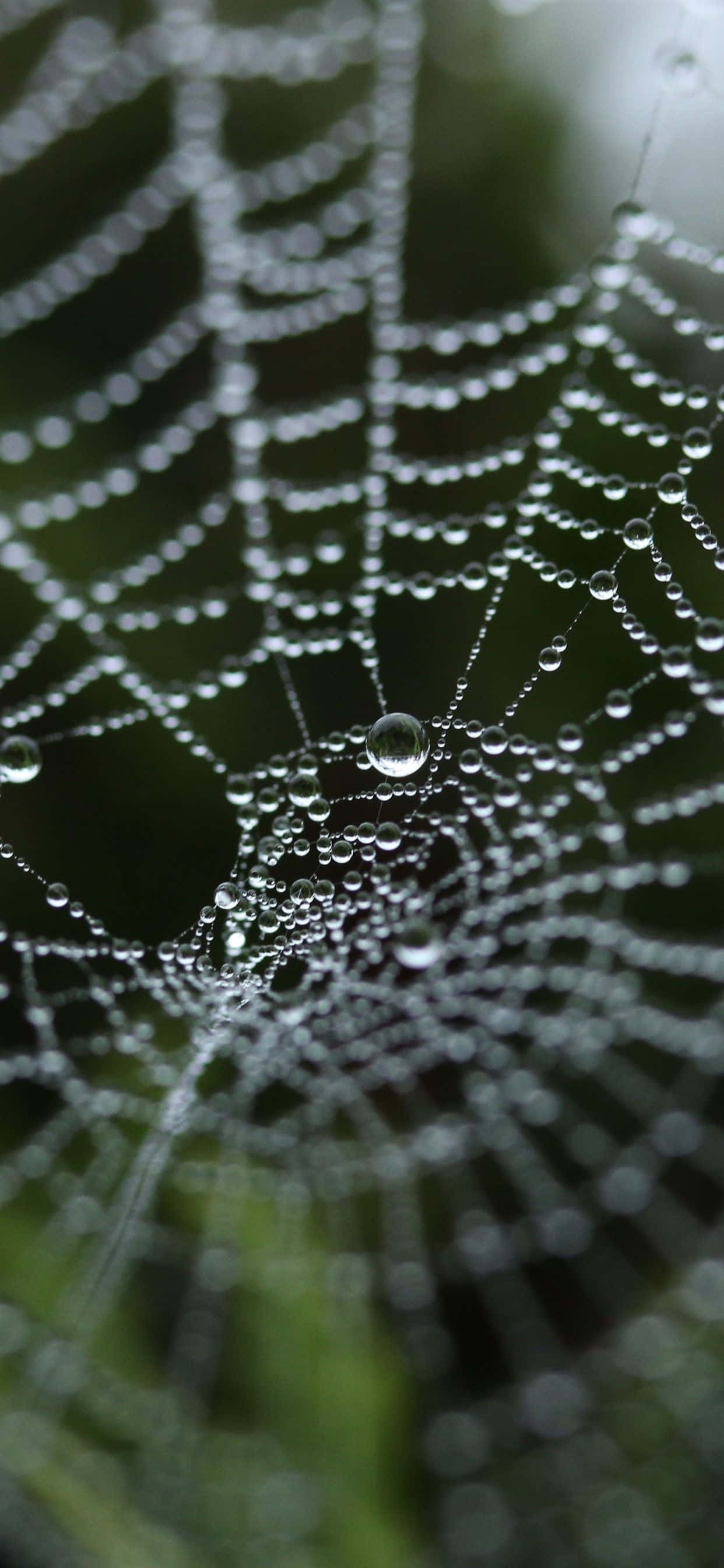 Blur Nature Spider Web Background Picha ya Ukuta