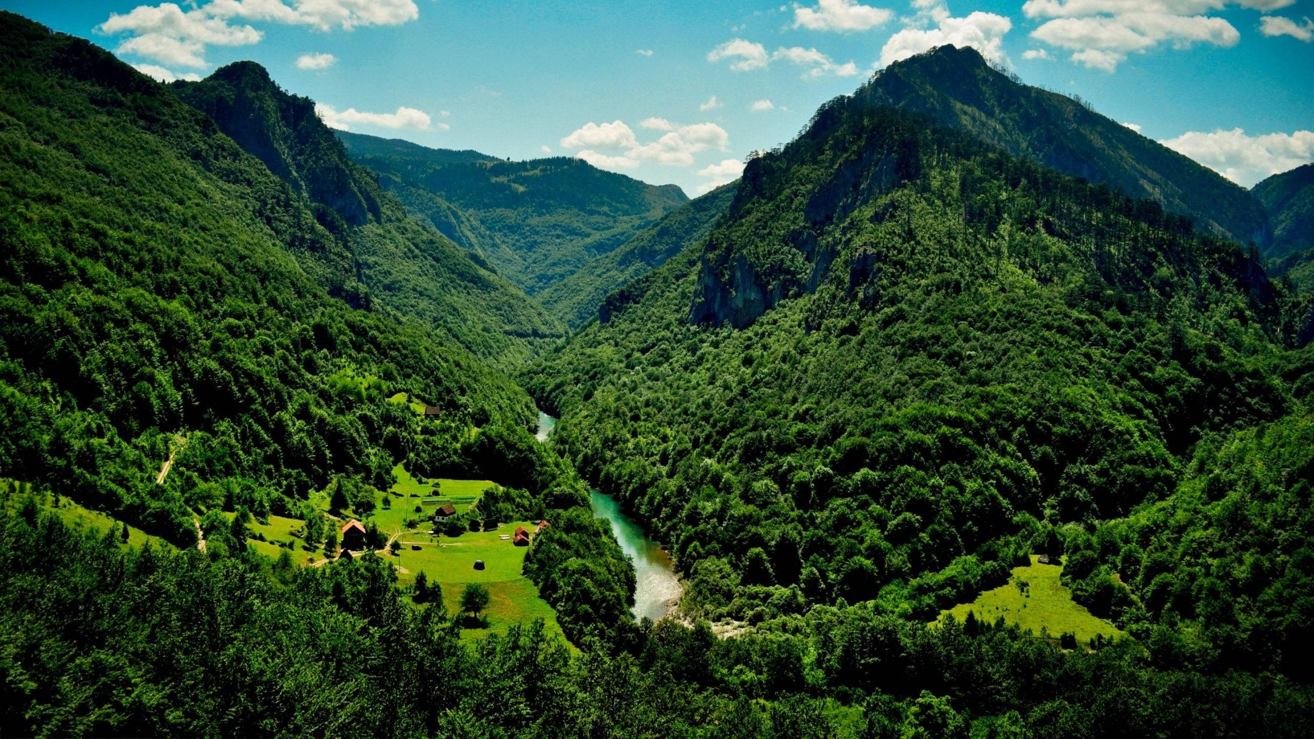 Bonde la Asili 4K Picha ya Ukuta