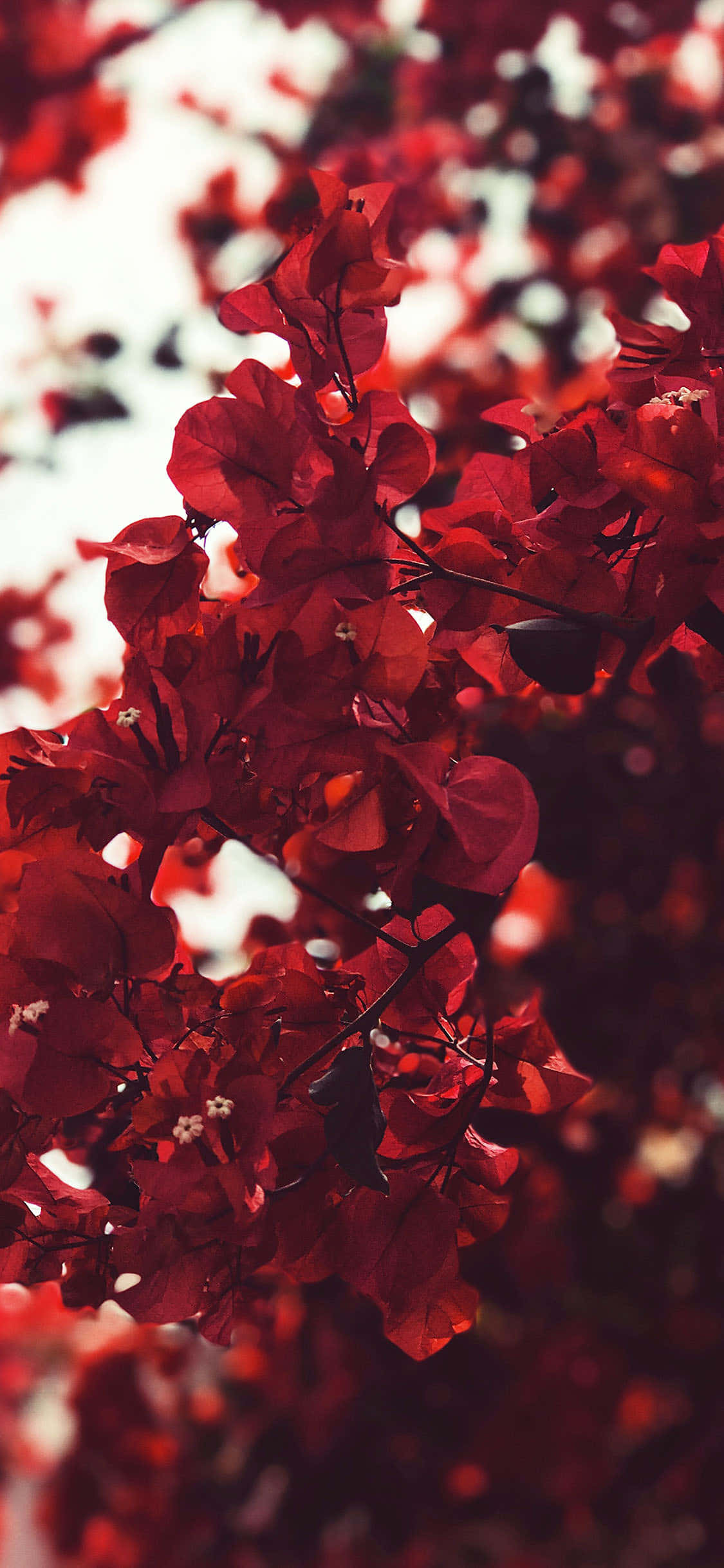 Bougainvillea Bush Aesthetic Red Background Picha ya Ukuta