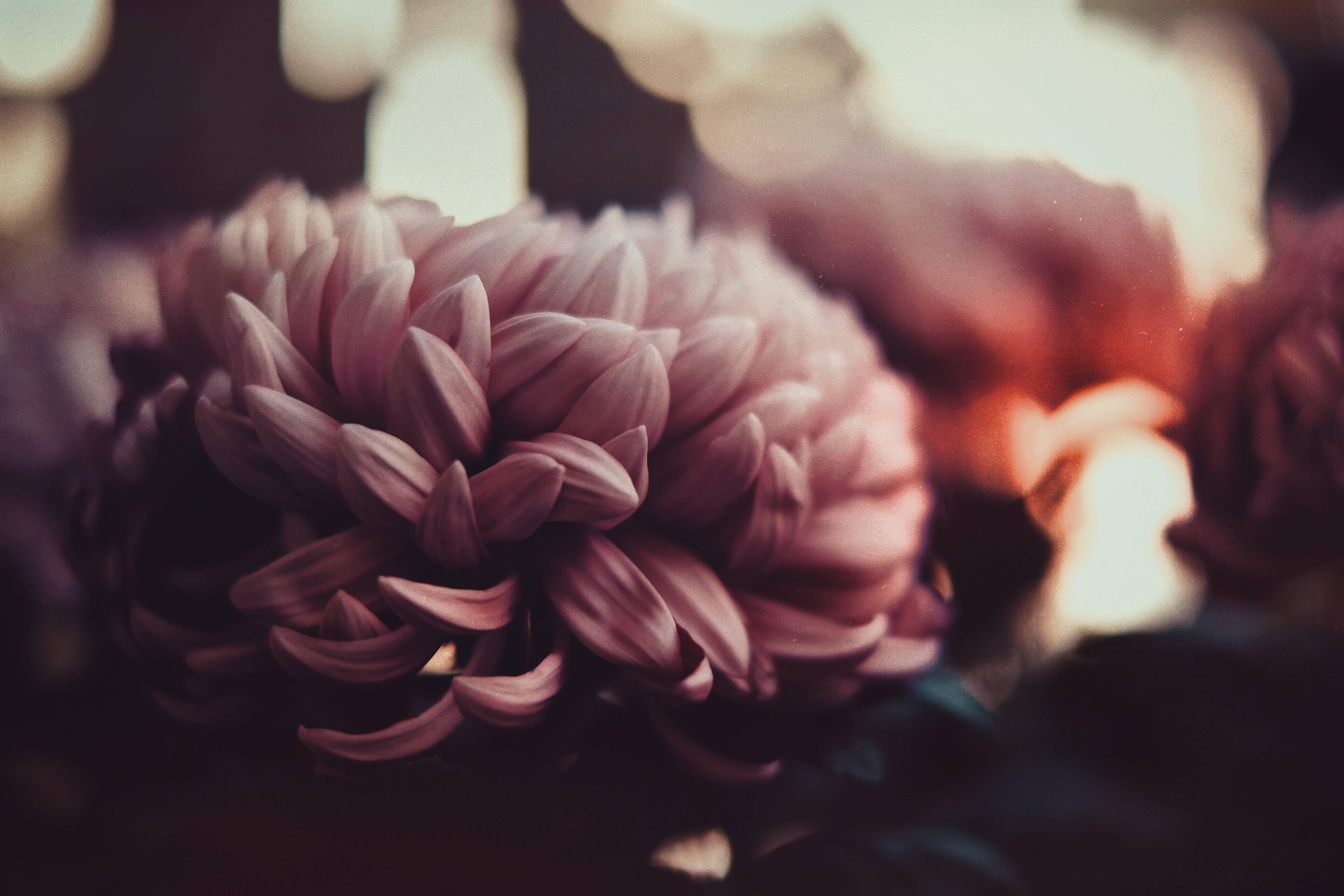 Bouquet ya Maua ya Pinki Giza Picha ya Ukuta