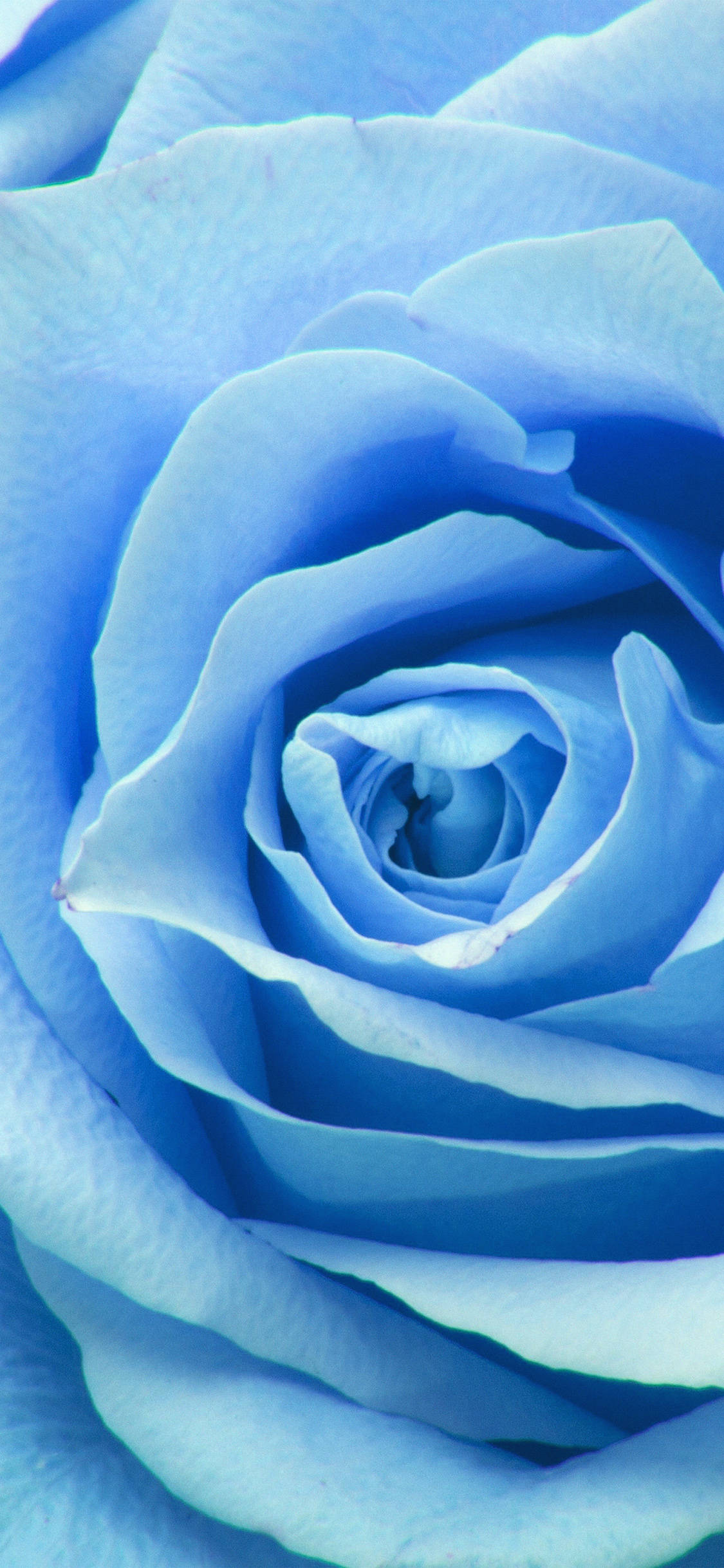 Bright and Beautiful Zoom Flower Unfolding Picha ya Ukuta