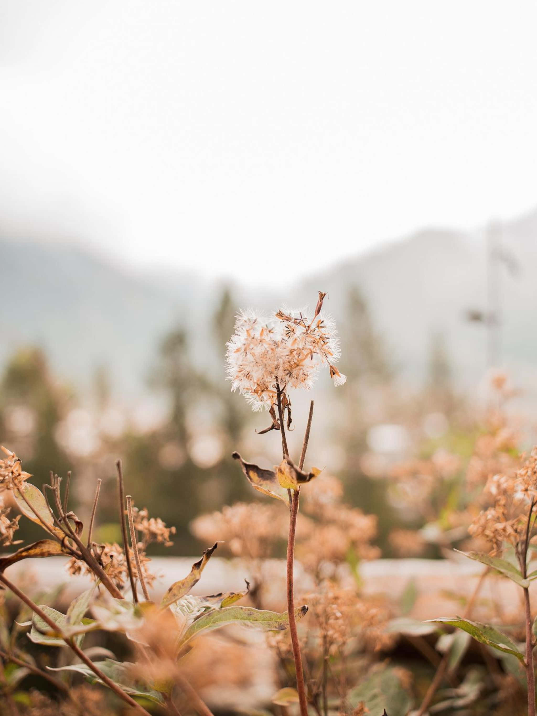 Bright and Vibrant Watercolor Paintings Picha ya Ukuta