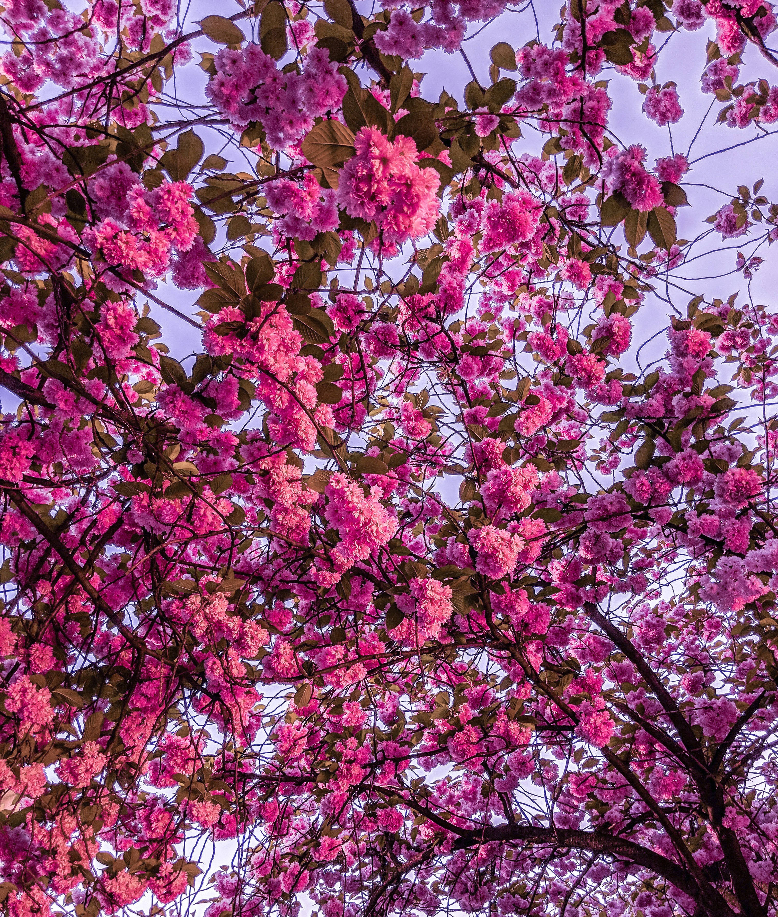 Bright Pink Cherry Blossom Flowers Picha ya Ukuta