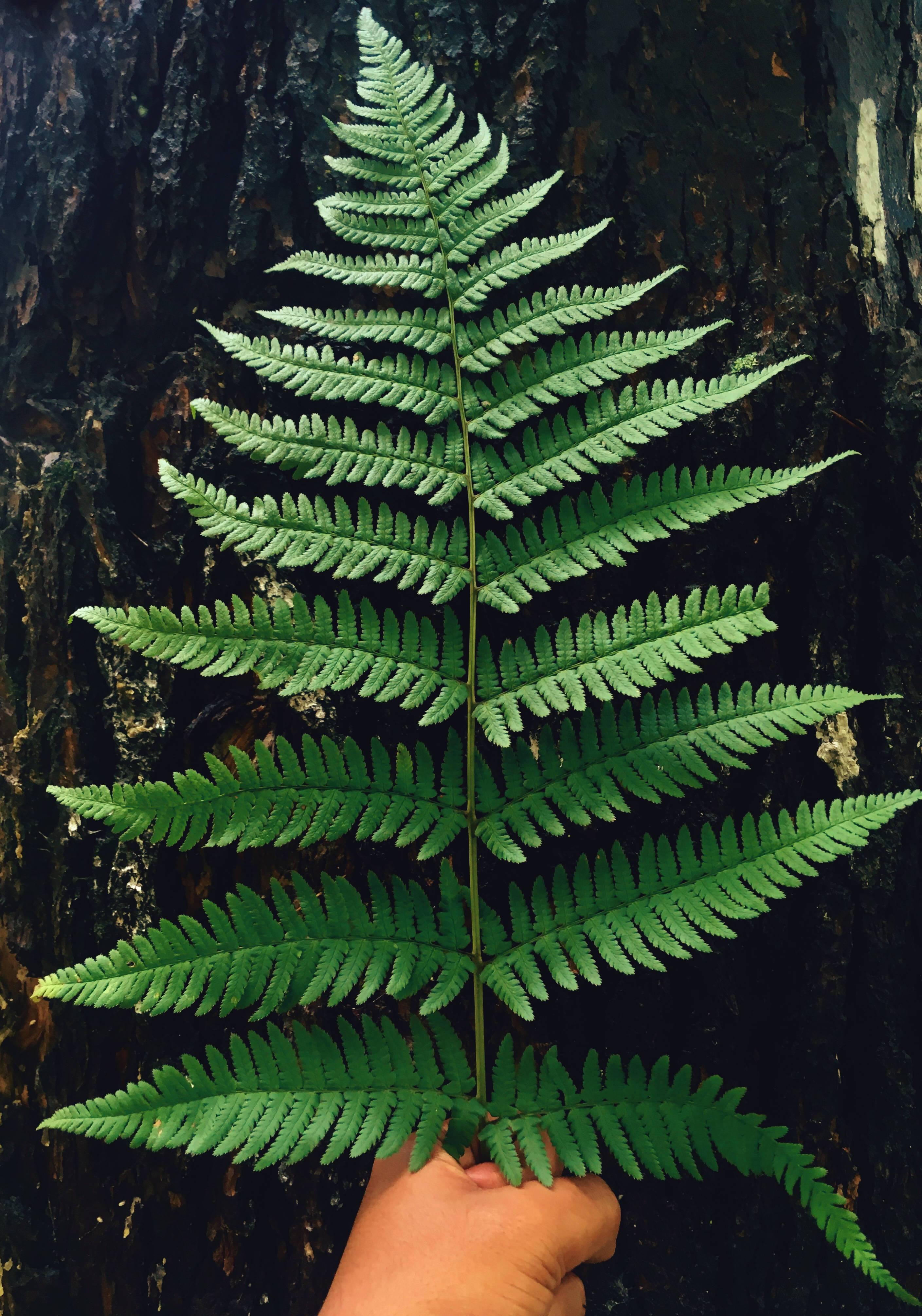 Brightly-Lit Green Fern Leaves Picha ya Ukuta