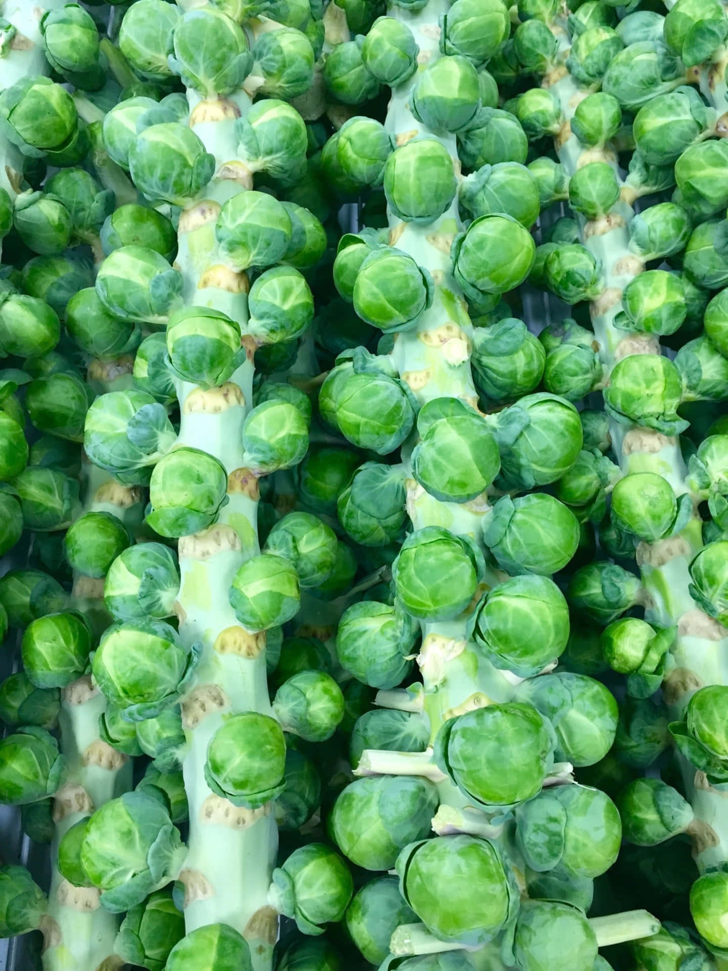 brussel sprouts katika soko Picha ya Ukuta