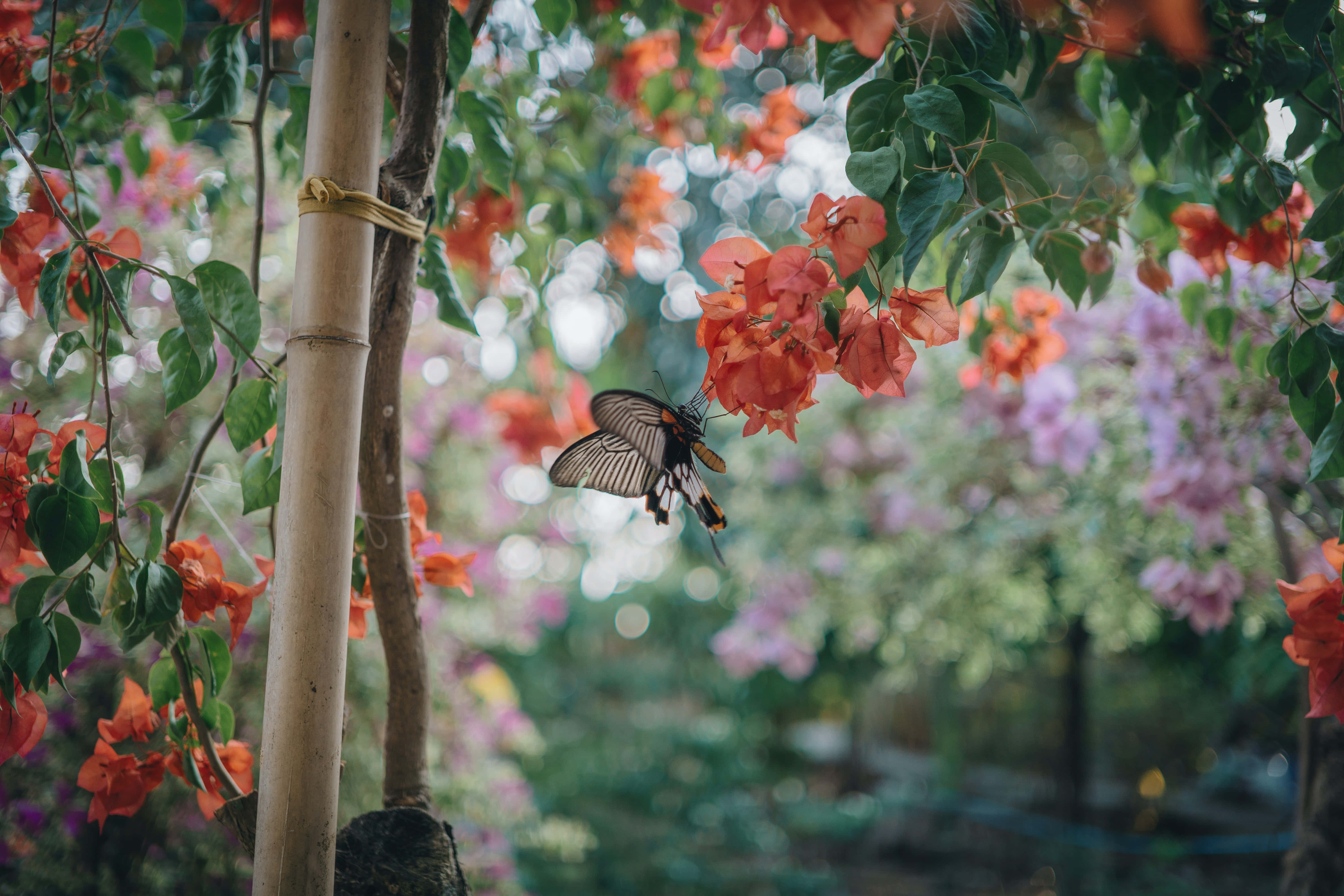 Butterfly Aesthetic pictures Picha ya Ukuta