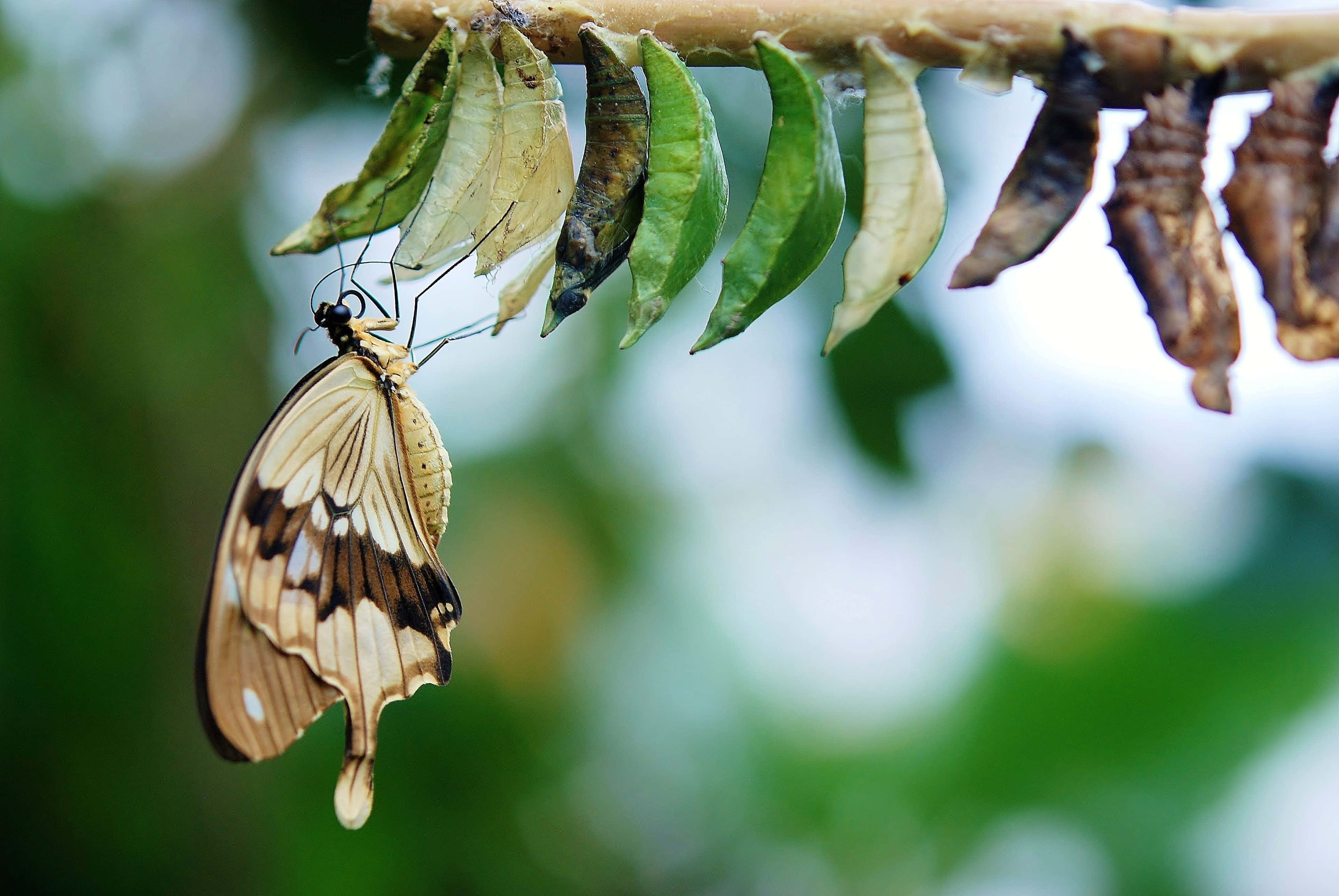 Butterfly katika mwendo dhidi ya mwonekano wa lilac mwepesi Picha ya Ukuta