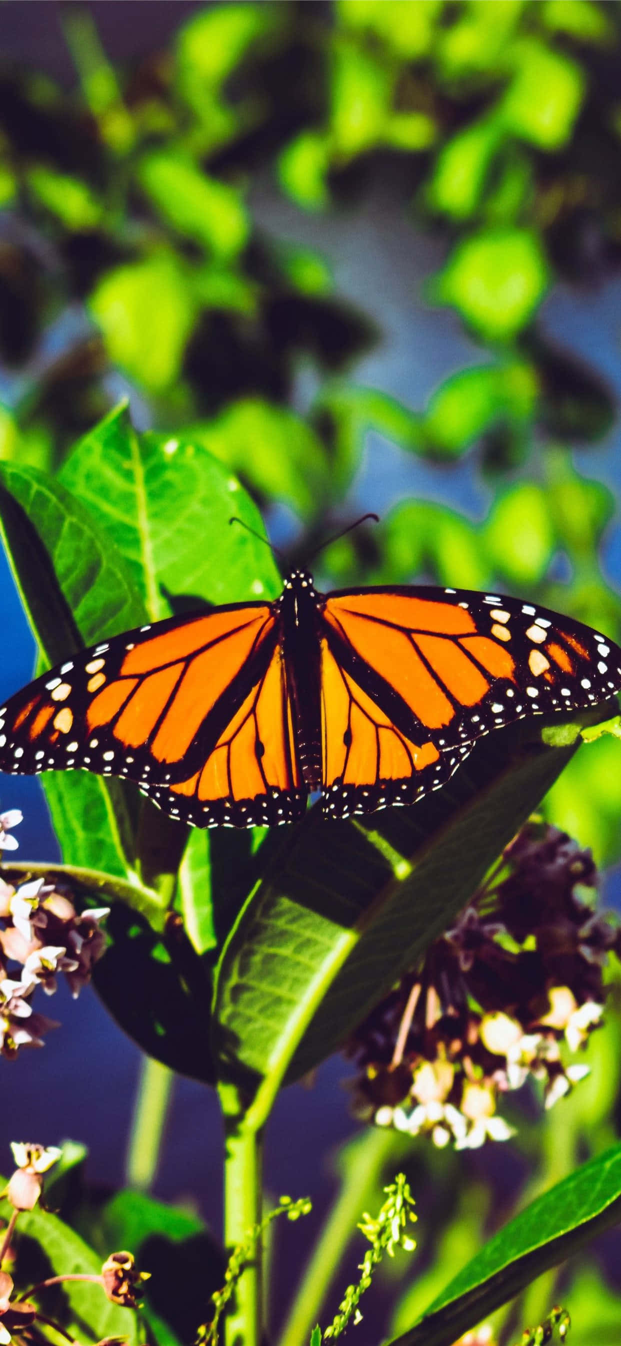 Butterfly mzuri dhidi ya background ya pink na bluu ya kusisimka Picha ya Ukuta