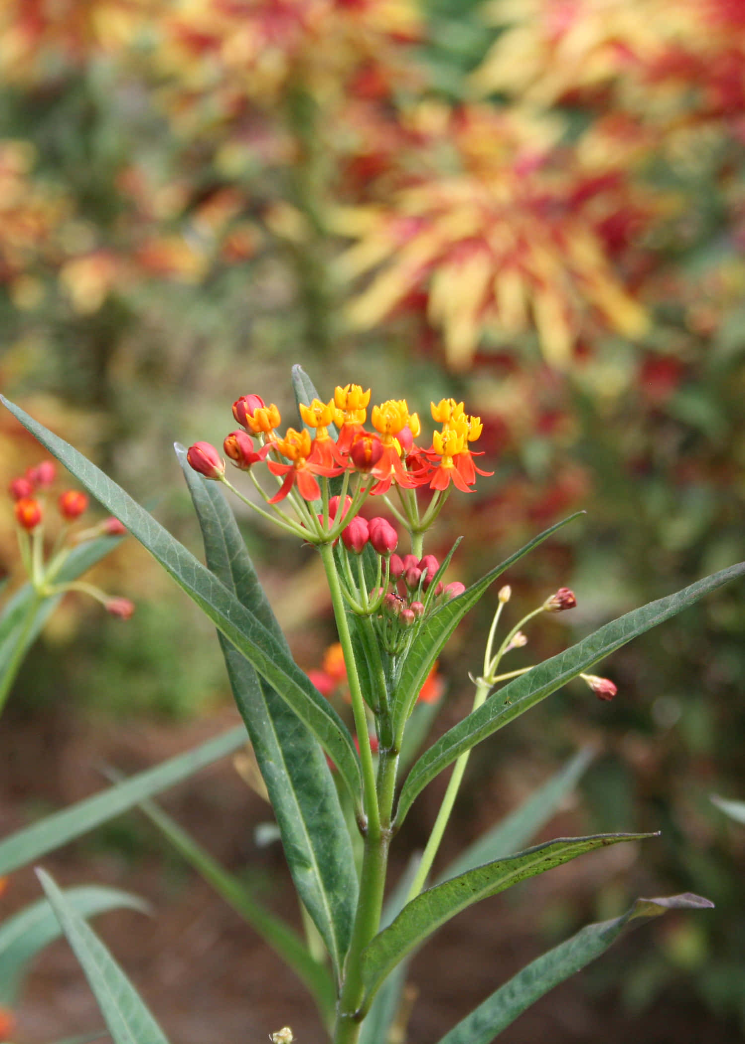 Butterfly Weed katika maua Picha ya Ukuta