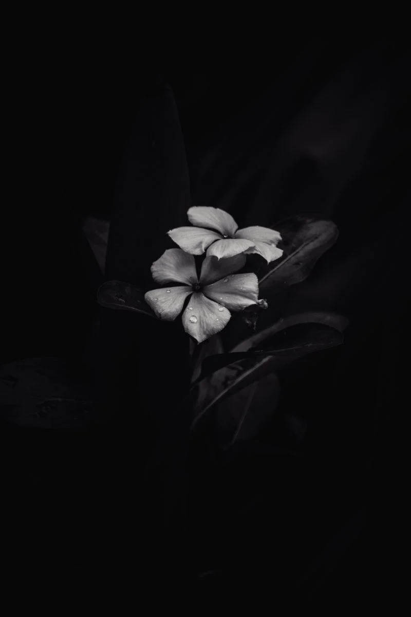 BW Frangipani iPhone Giza Picha ya Ukuta