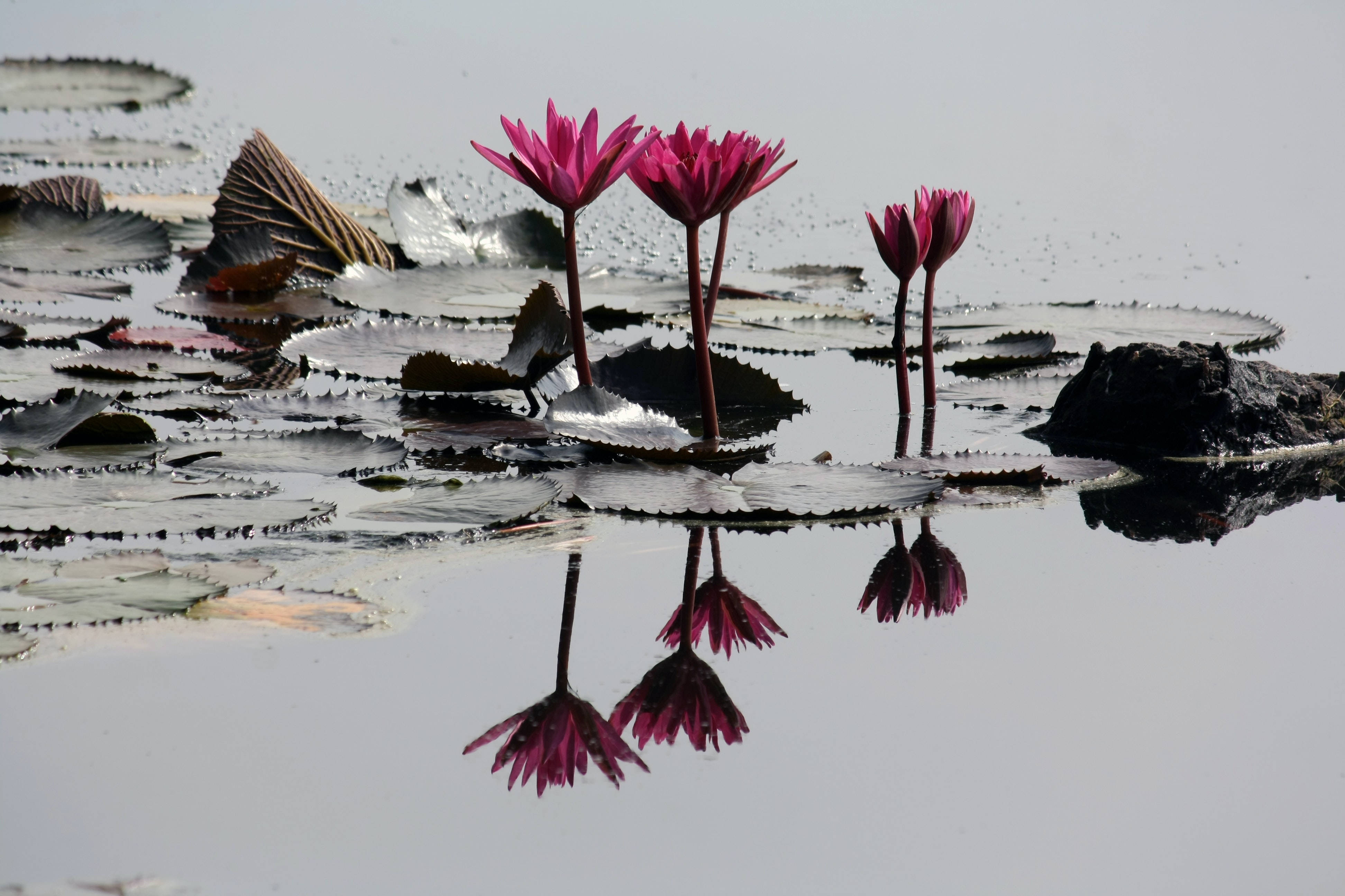Bwawa la Maua ya Lotus ya Pinki Picha ya Ukuta
