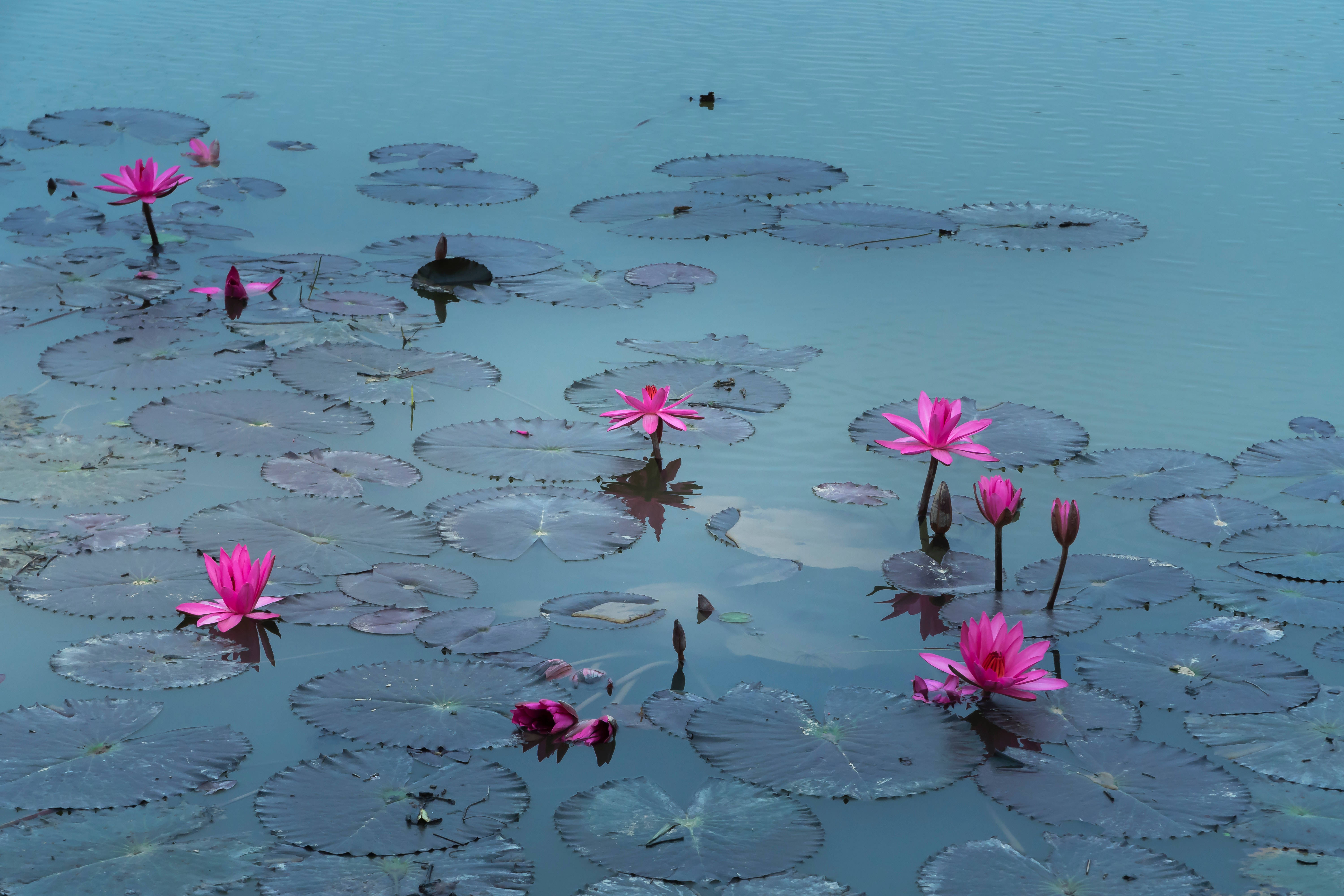 Bwawa la Maua ya Lotus Picha ya Ukuta