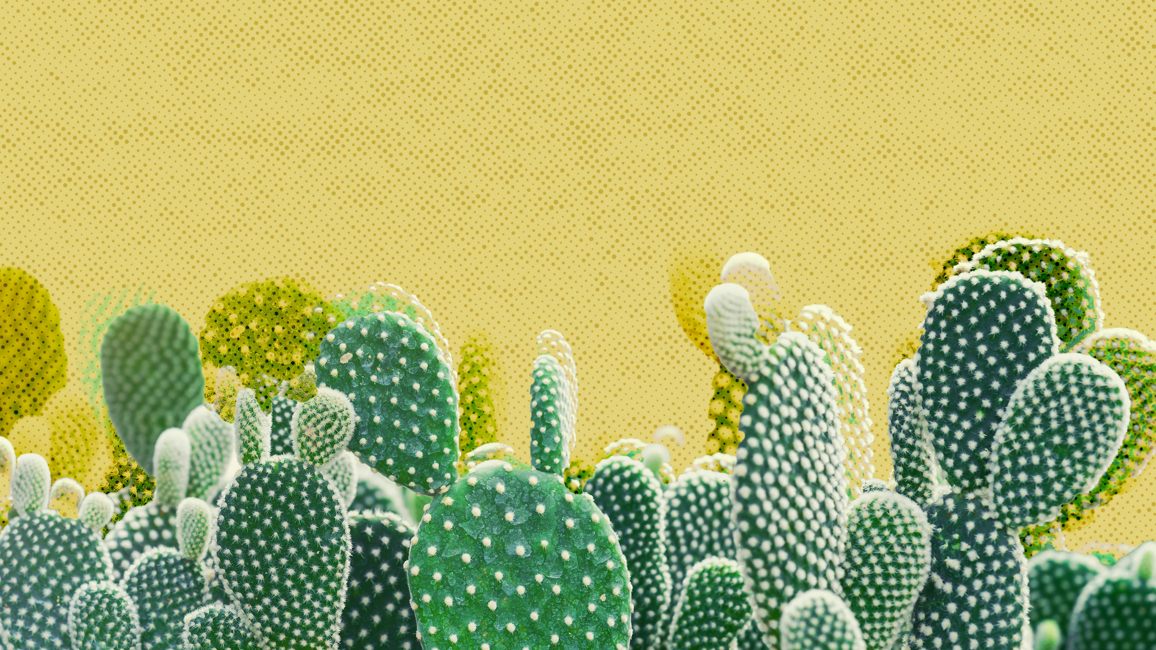 Cacti za Kiafya za Magharibi Picha ya Ukuta