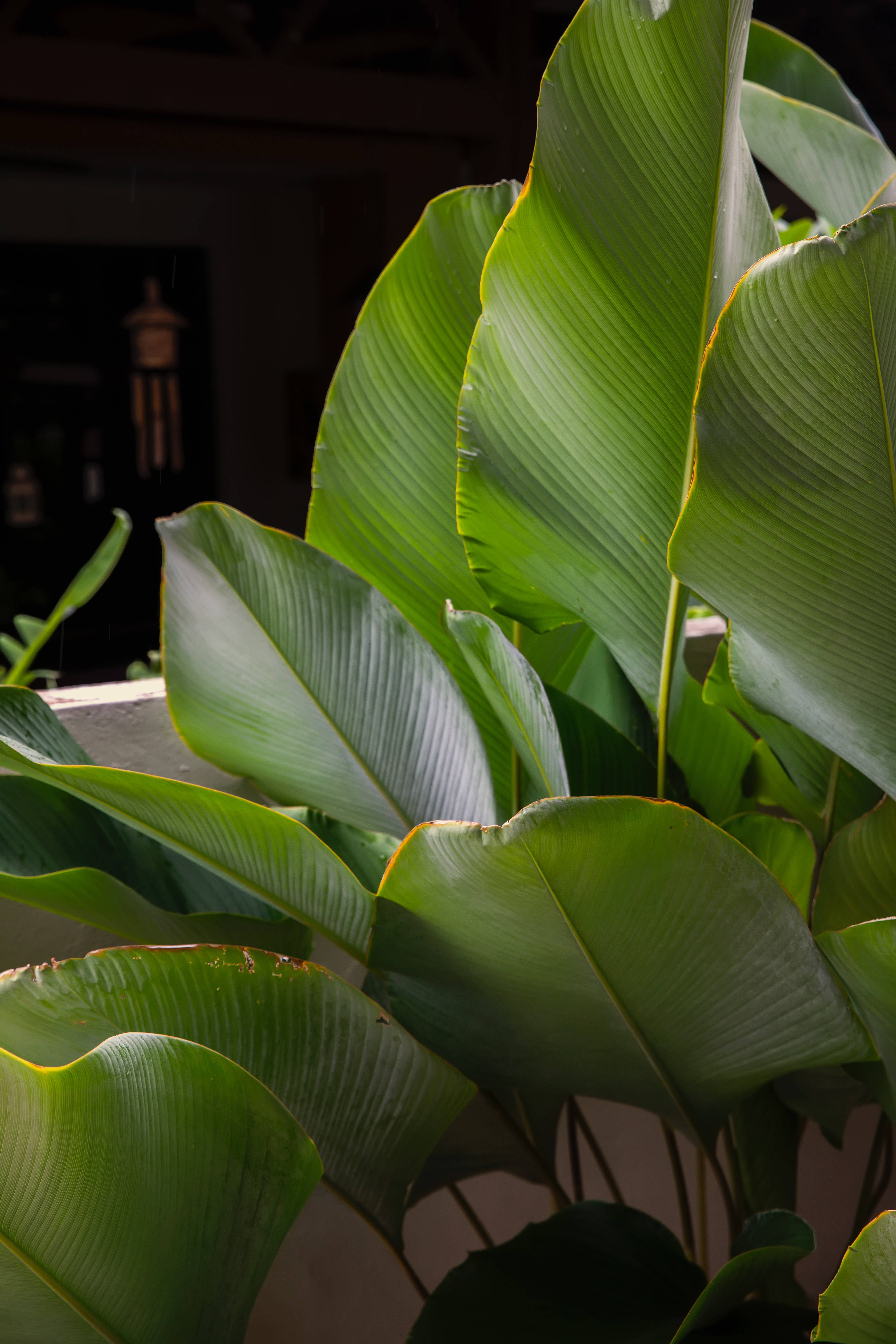 Calathea Lutea Mwonekano wa Mimea Picha ya Ukuta
