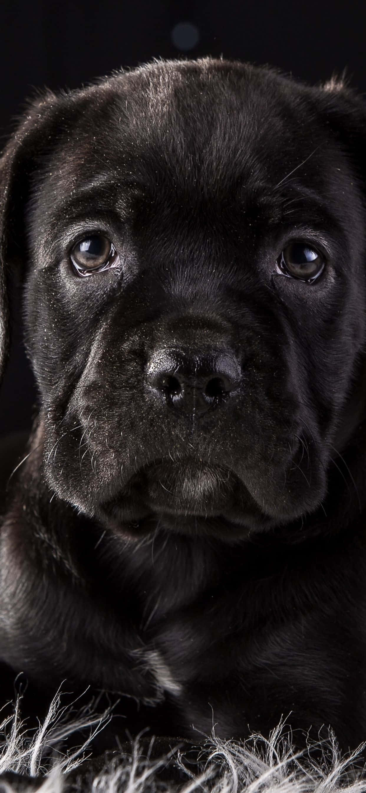 Cane Corso - A Loyal and Loving Breed Picha ya Ukuta