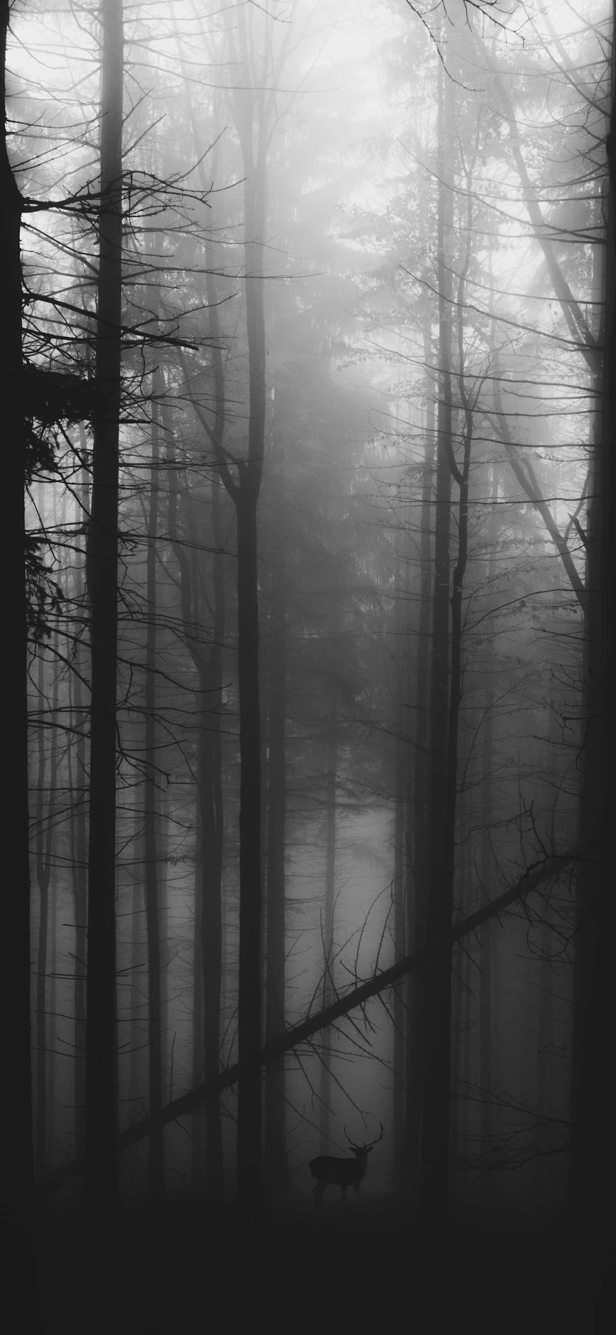 Caption: Aesthetic Monochromatic World Picha ya Ukuta