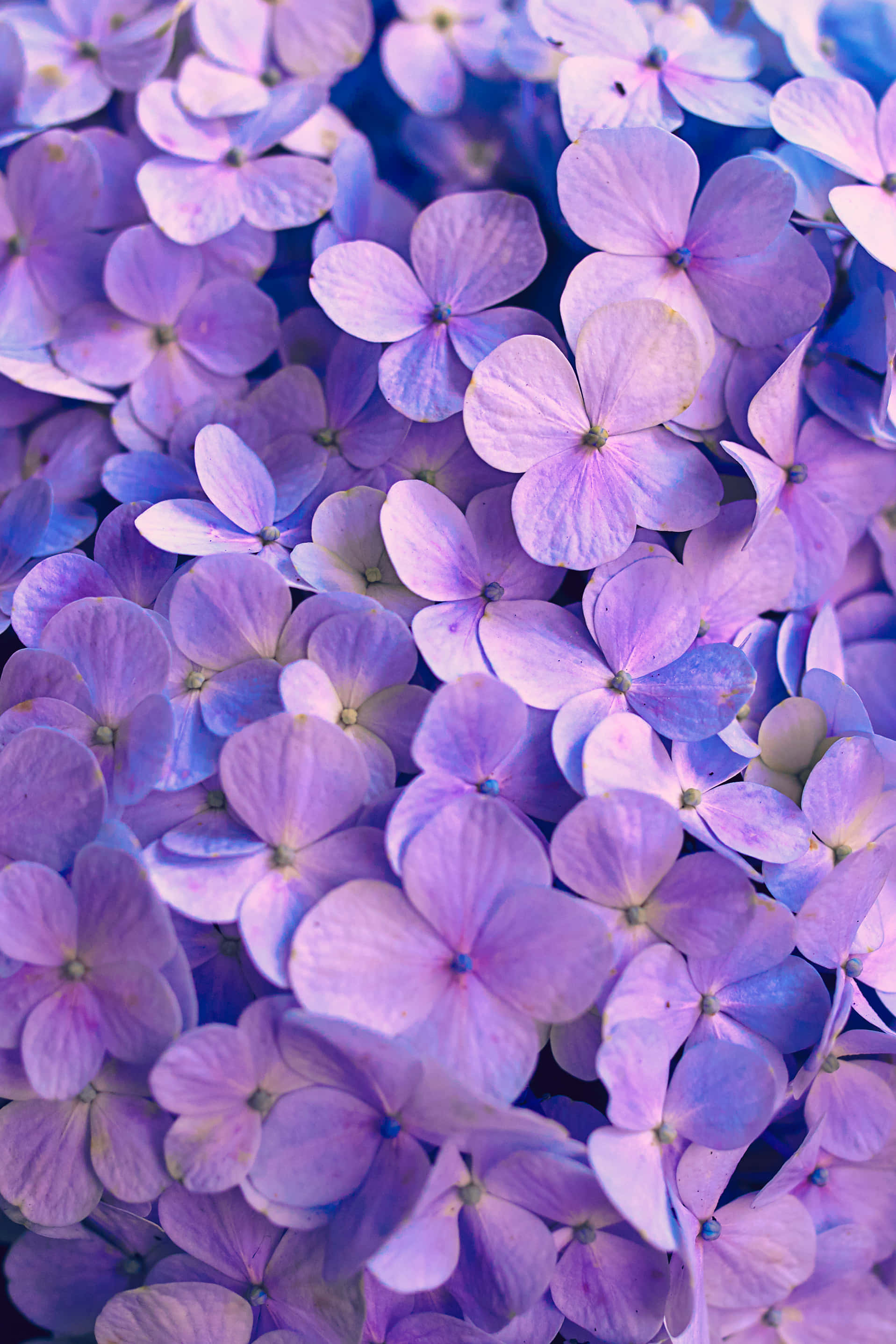 Captivating Purple Floral Background Picha ya Ukuta
