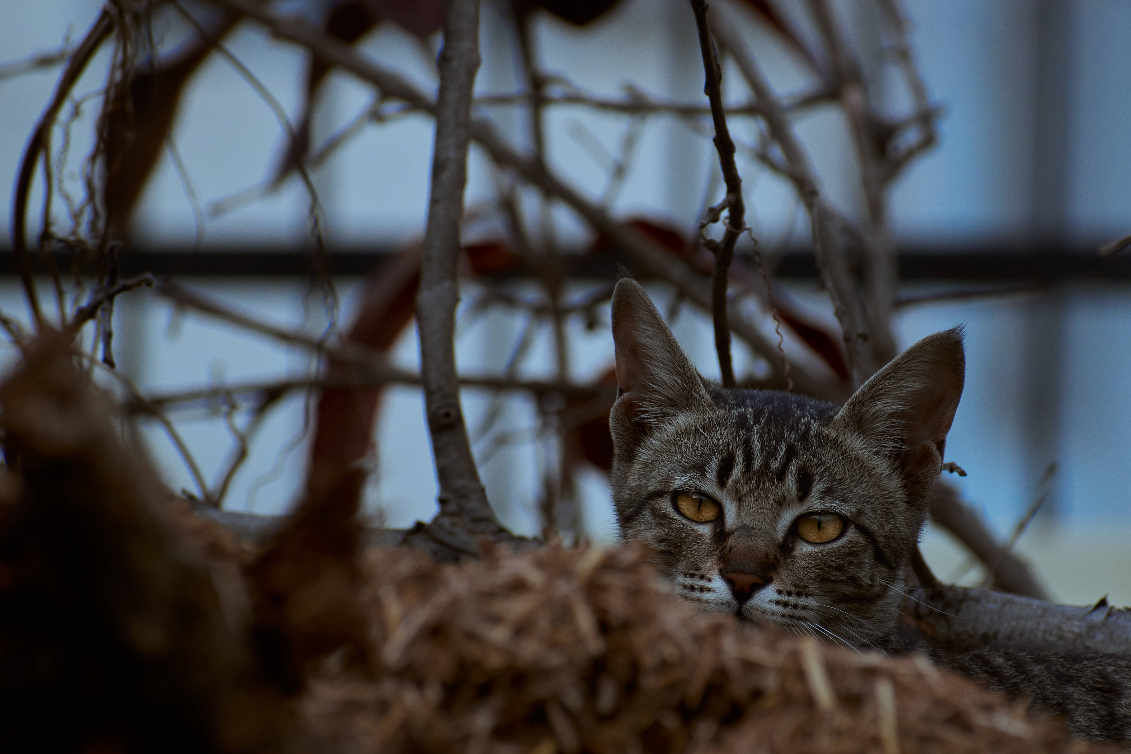 Cat Aesthetic Katika Nyasi Kame Picha ya Ukuta