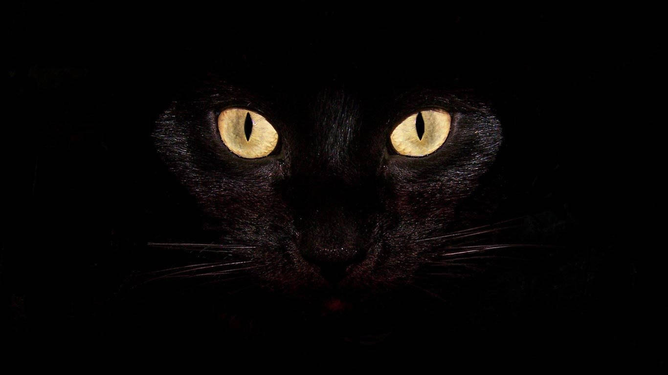 Cat Mweusi Baridi Picha ya Ukuta